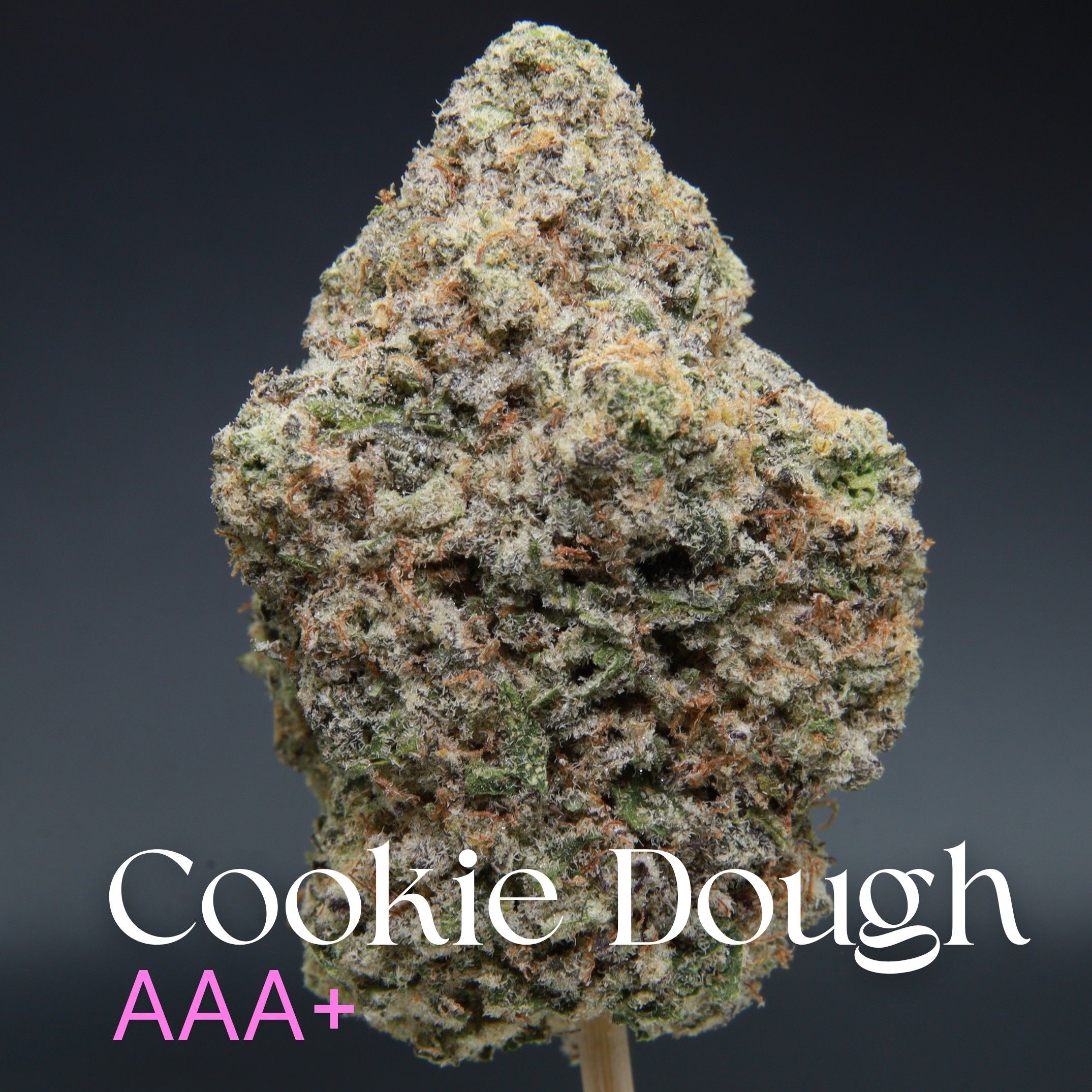 Cookie Dough cannabis from Elephant Garden single bud