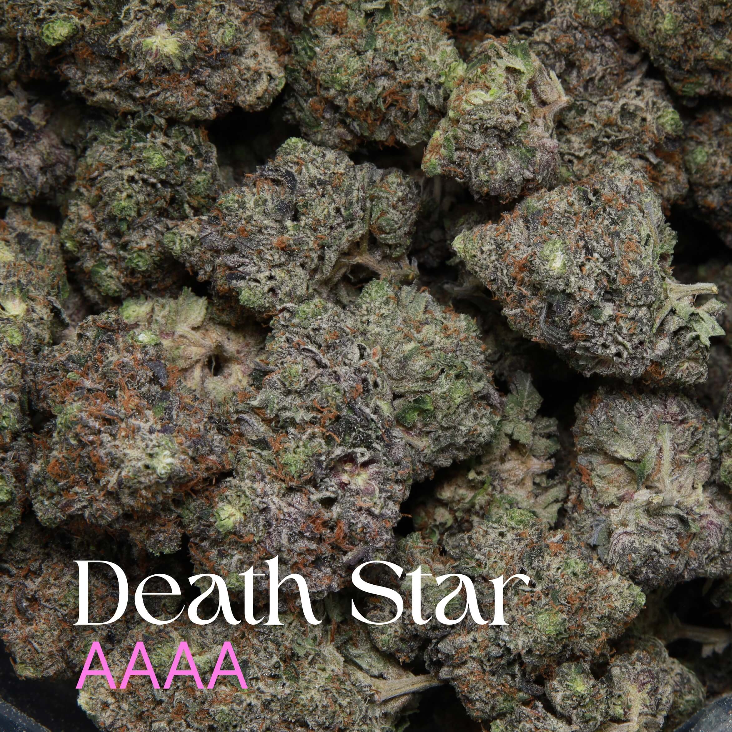 Multiple buds of Death Star from Elephant Garden.