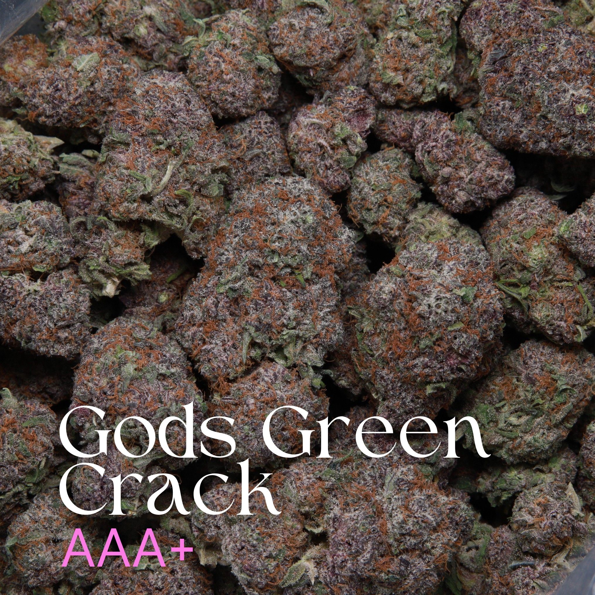 Gods Green Crack cannabis from Elephant Garden multiple buds