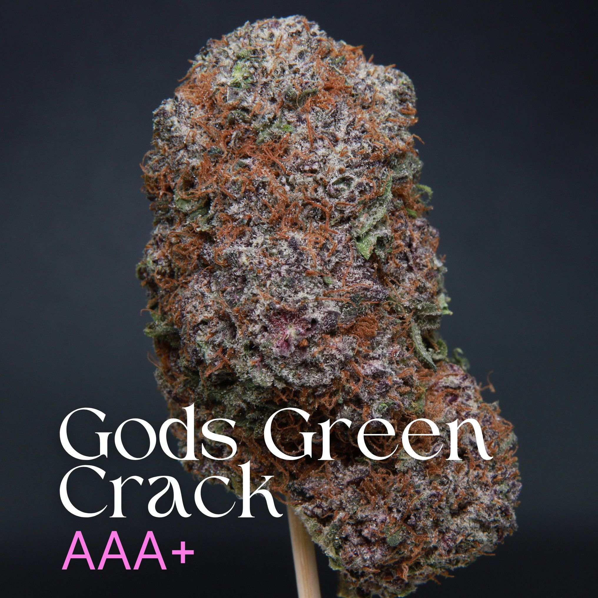 Gods Green Crack cannabis from Elephant Garden single bud