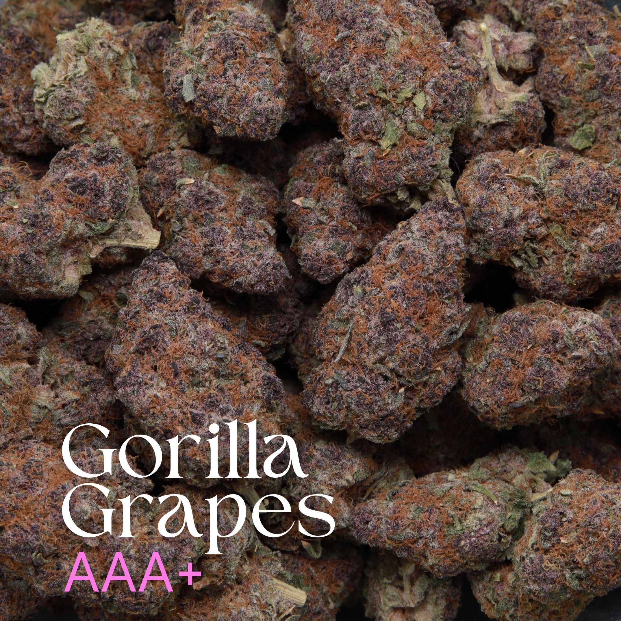 Gorilla Grapes cannabis from Elephant Garden multiple buds