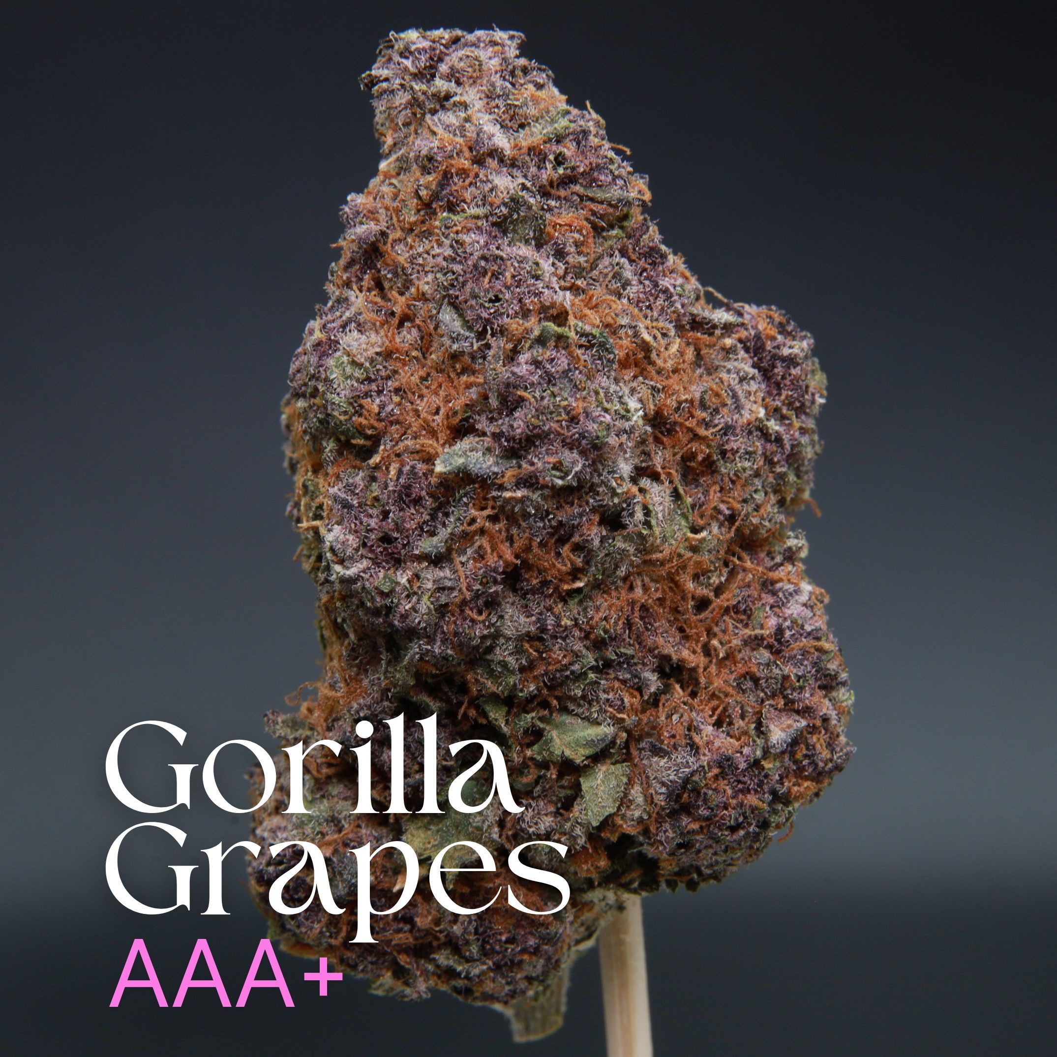 Gorilla Grapes cannabis from Elephant Garden single bud