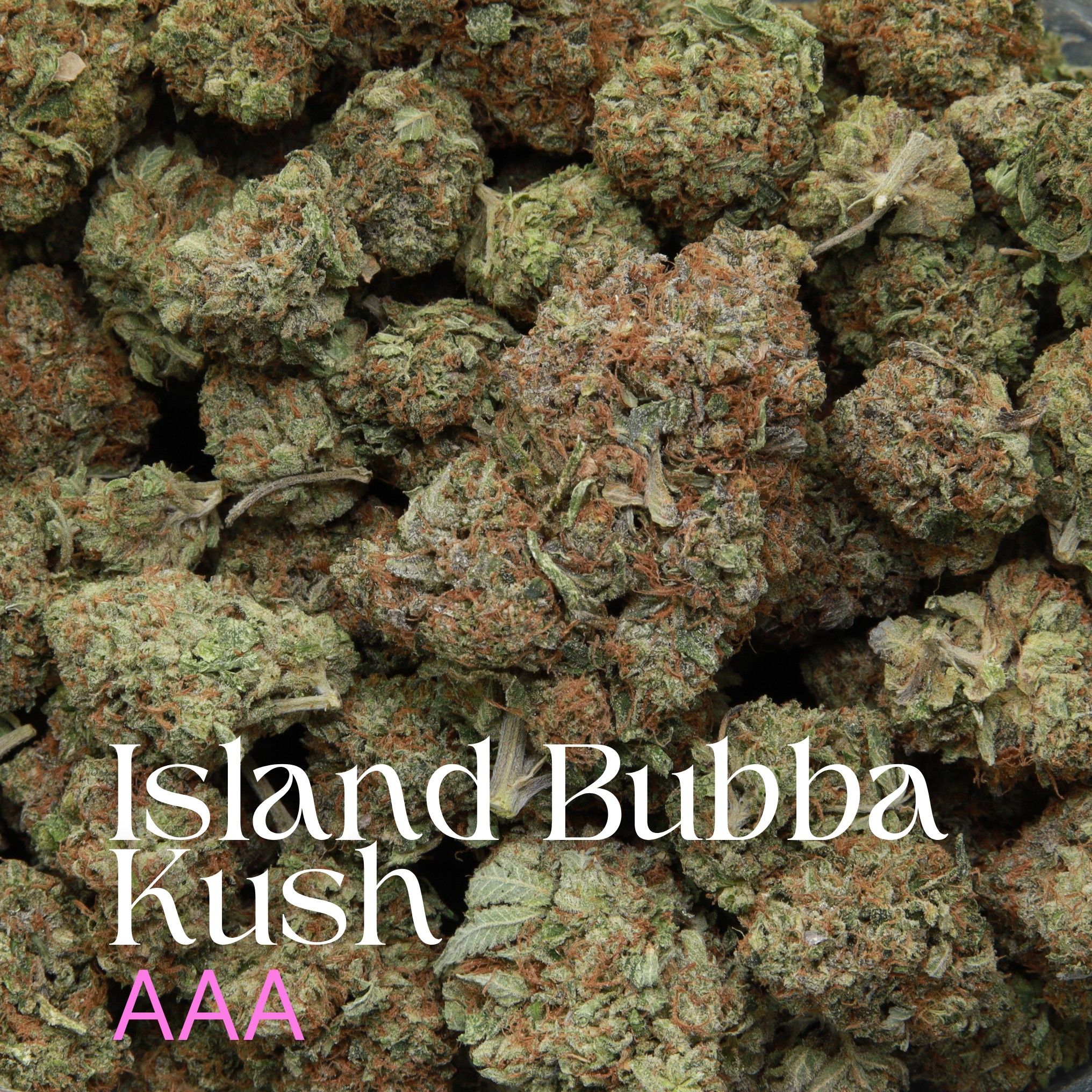 Island Bubba Kush cannabis from Elephant Garden multiple buds