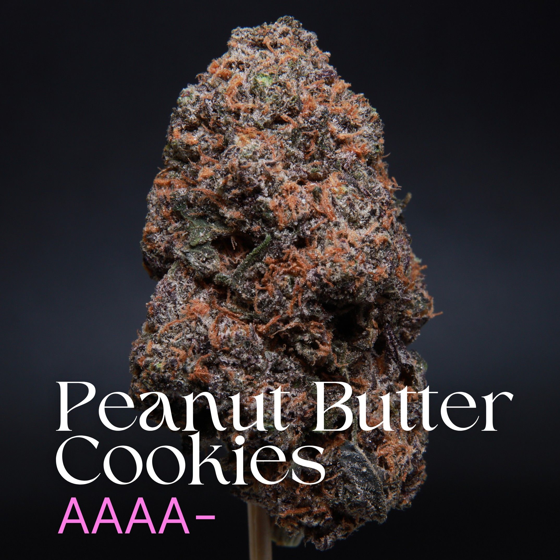 Peanut Butter Cookies Elephant Garden cannabis bud