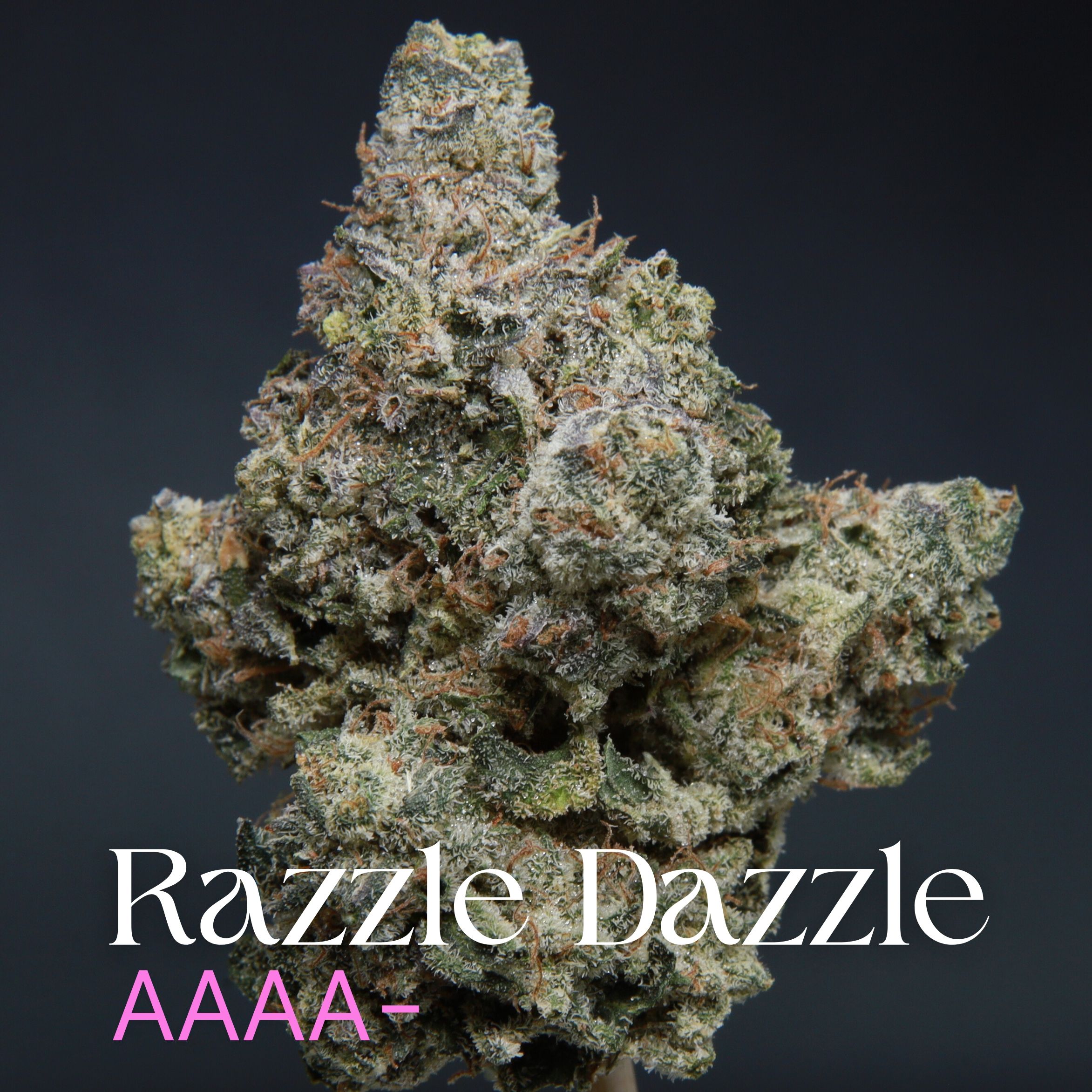 Razzle Dazzle cannabis from Elephant Garden single bud