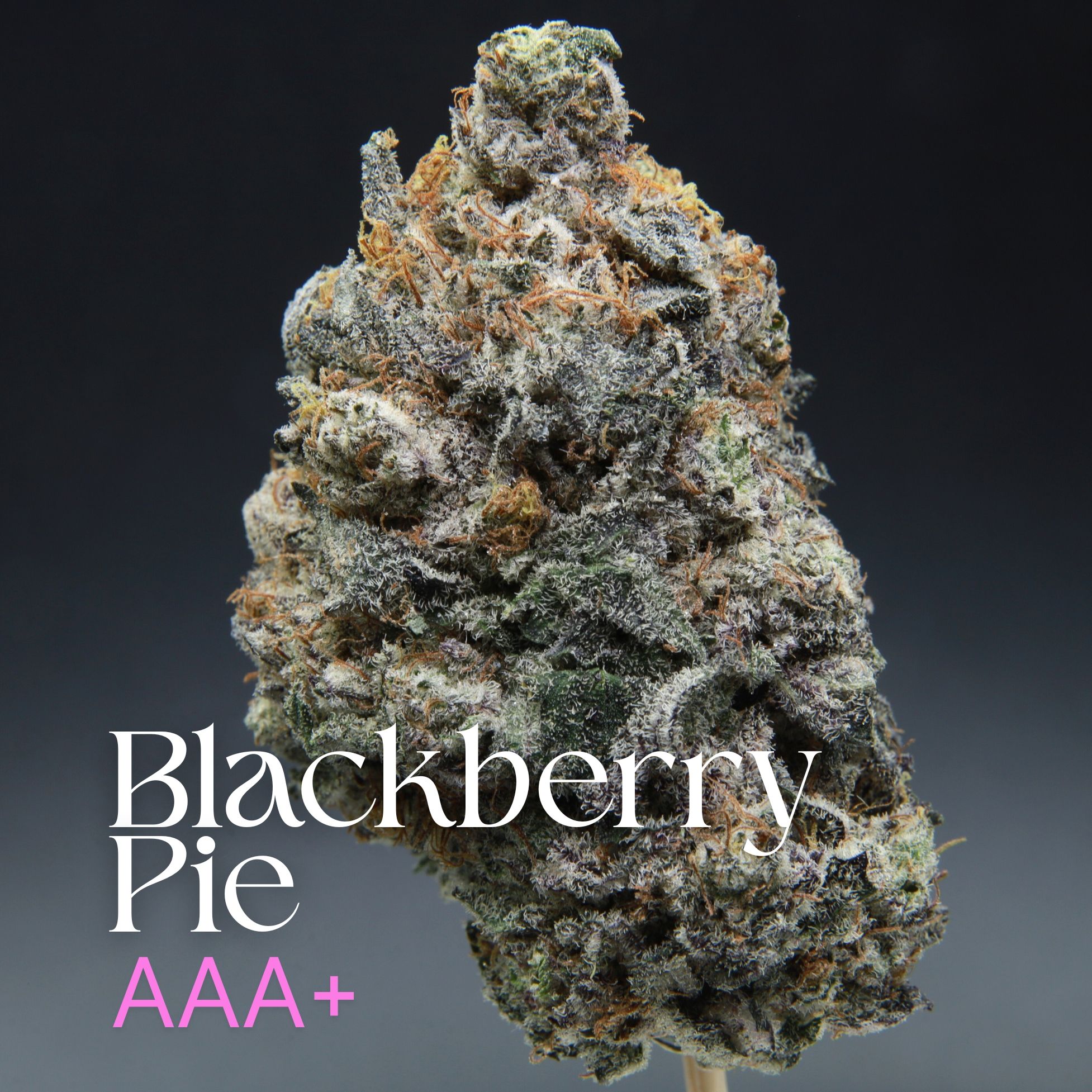 A single bud of blackberry pie from Elephant Garden.