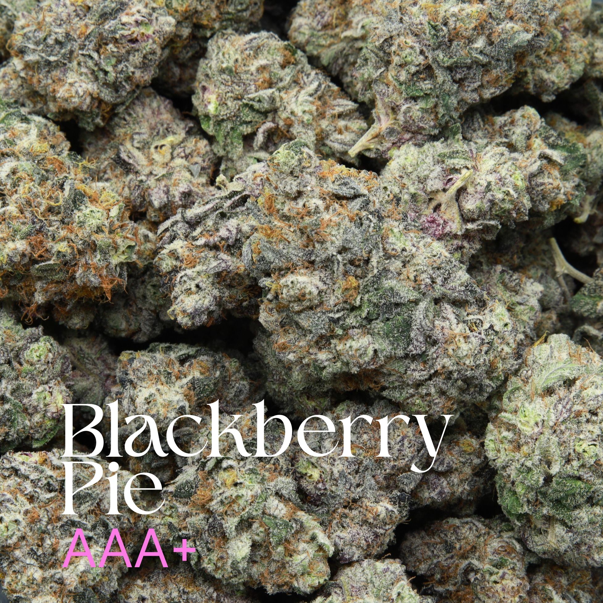 Multiple buds of blackberry pie from Elephant Garden.