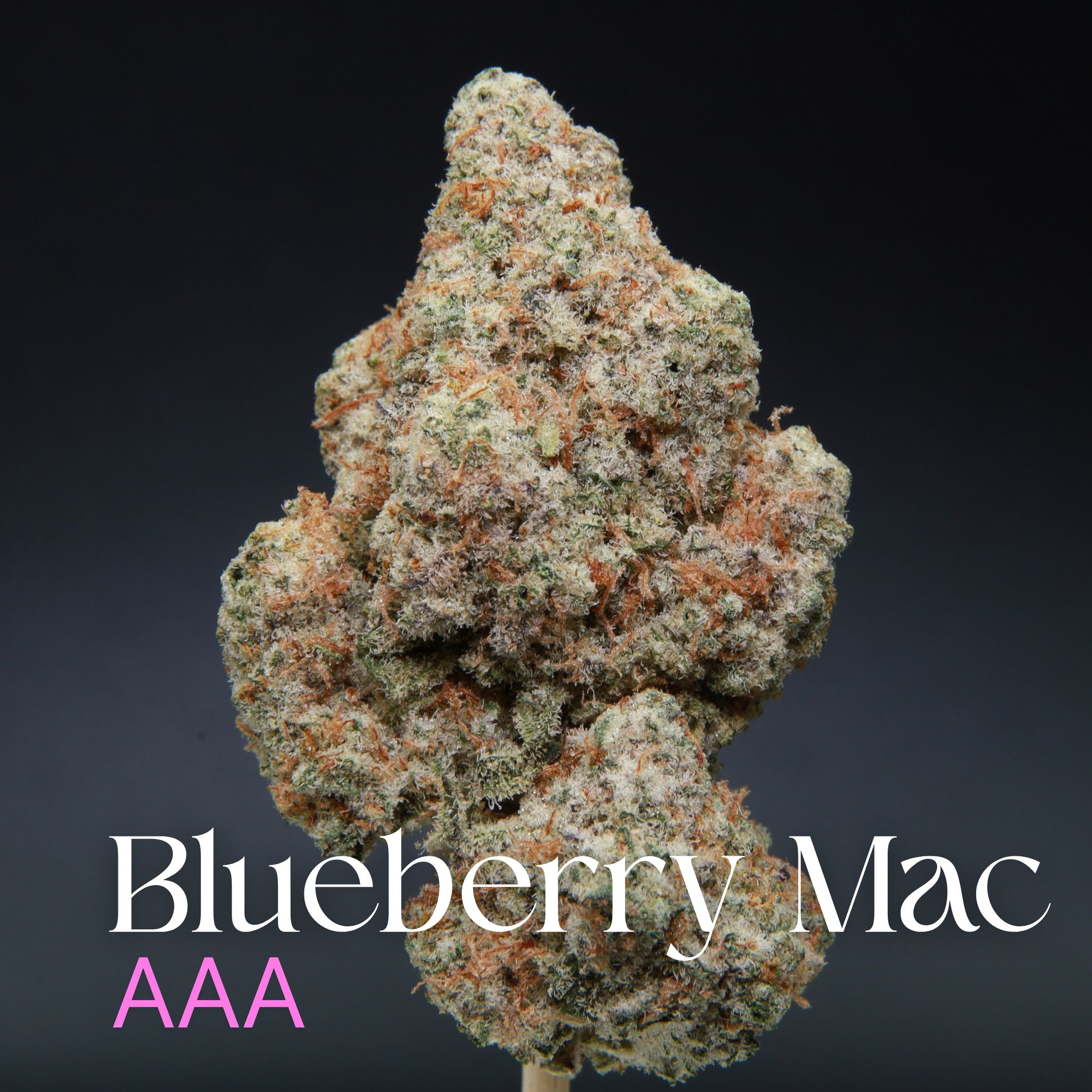 Large bud of Blueberry MAC from Elephant Garden co.