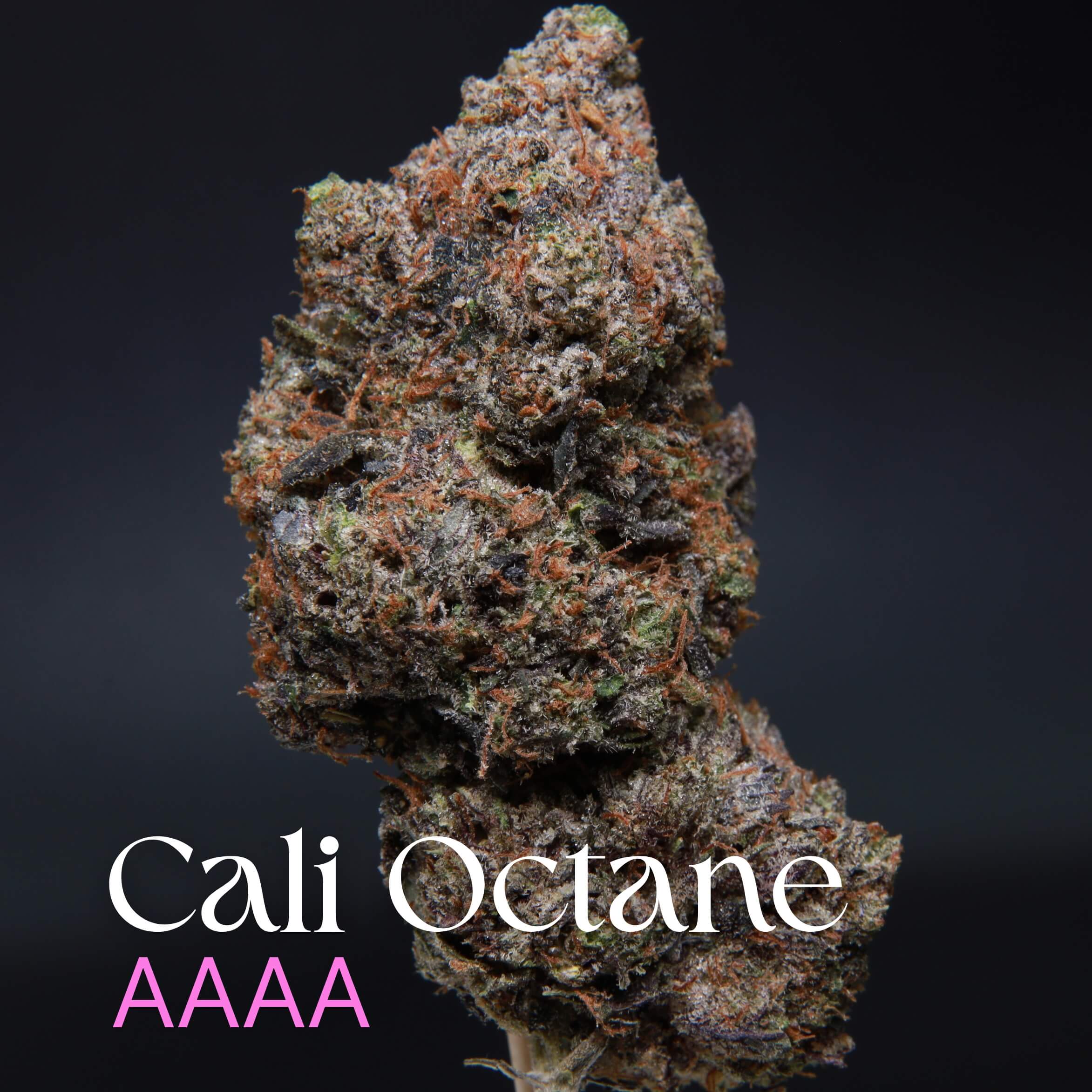 Single bud of Cali-octane cannabis from Elephant Garden.