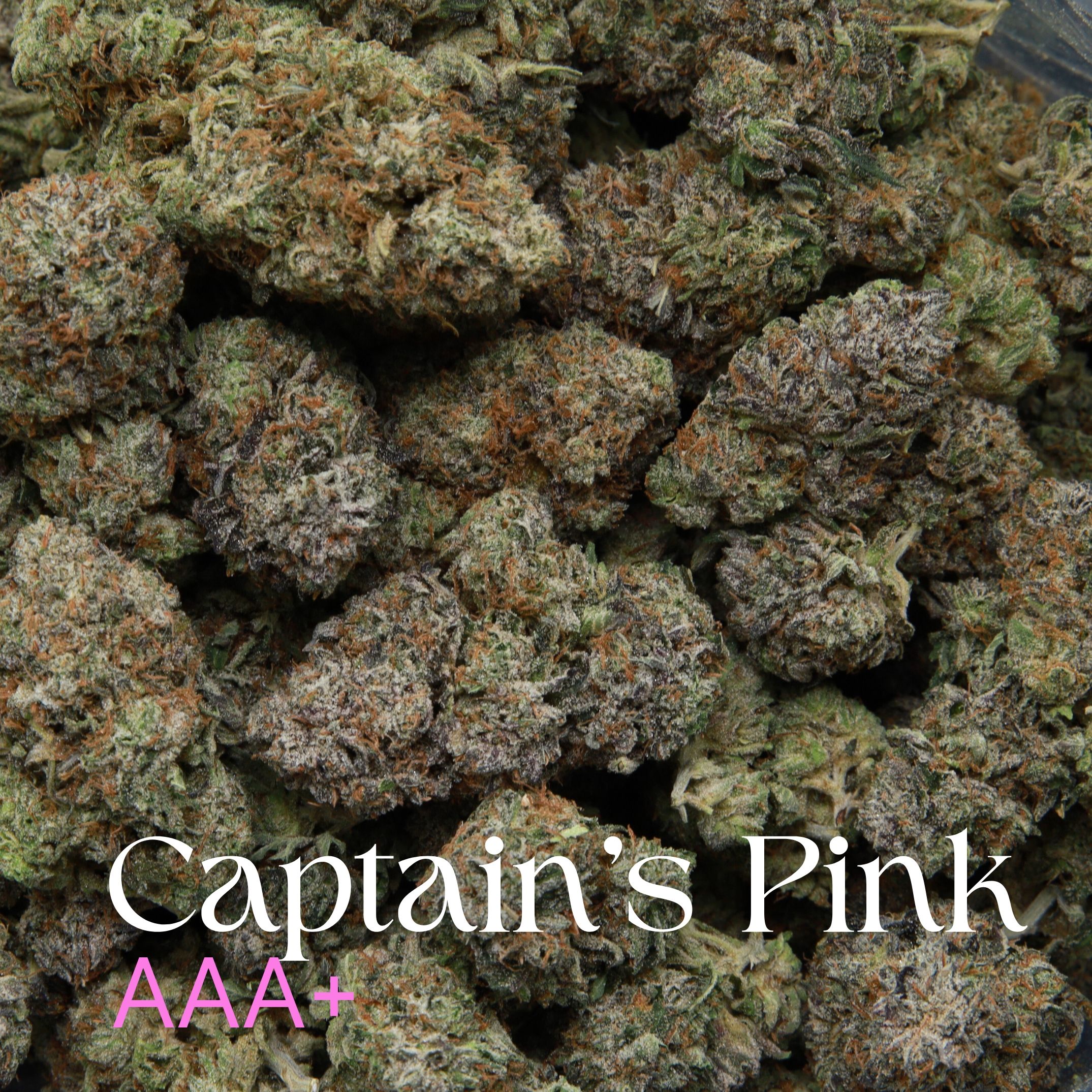 Multiple buds of Captain's Pink from Elephant Garden co