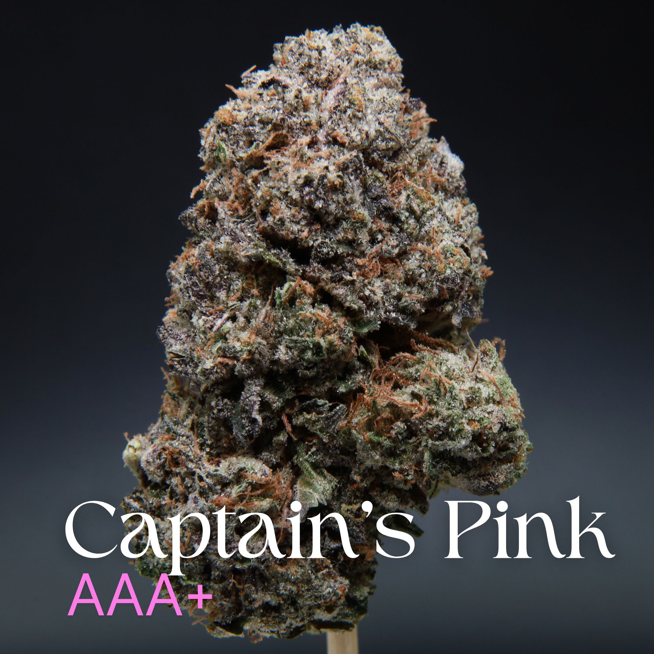 Large bud of Captain's Pink from Elephant Garden co