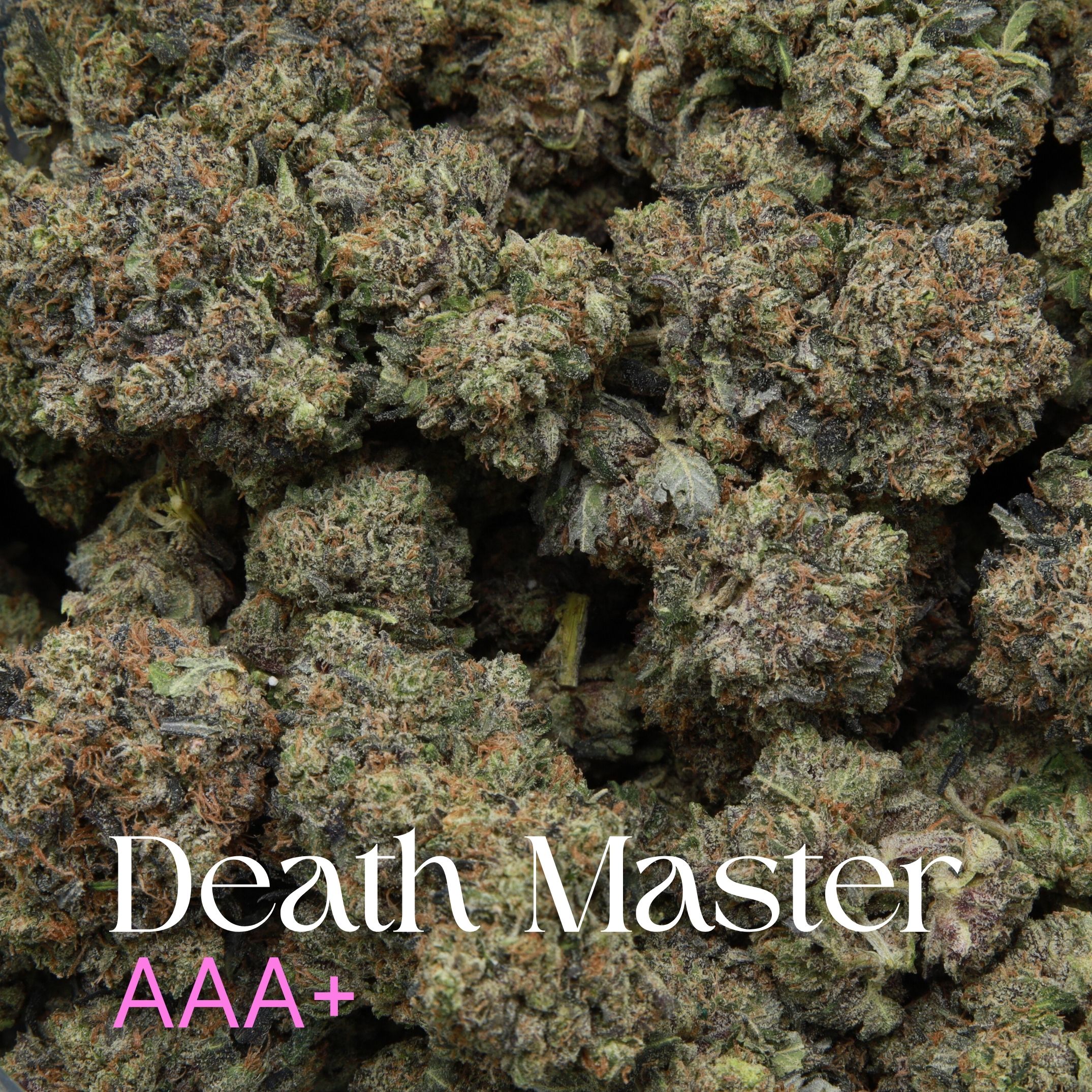 Multiple buds of Death Master cannabis from Elephant Garden Co.