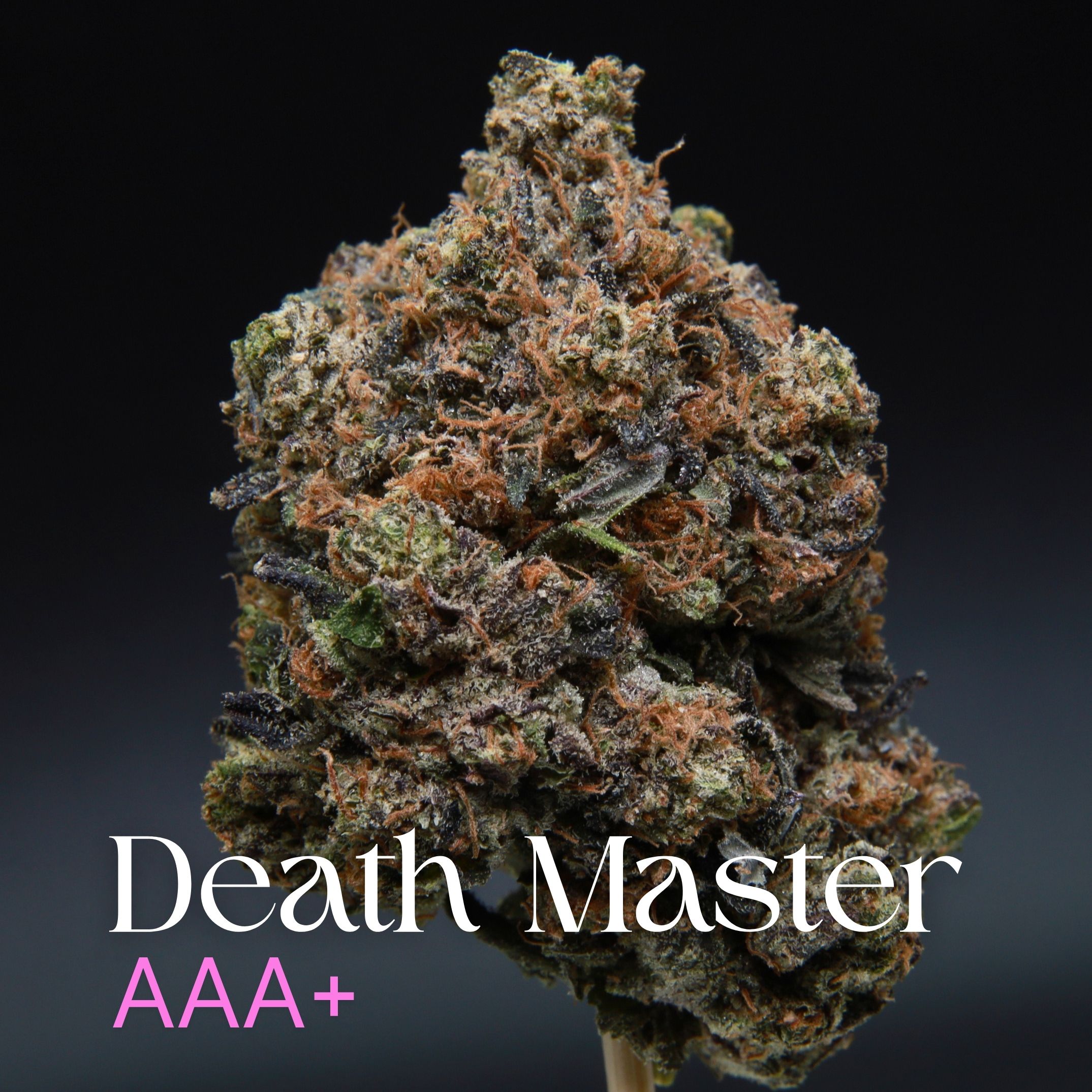 Single bud of Death Master cannabis from Elephant Garden Co.
