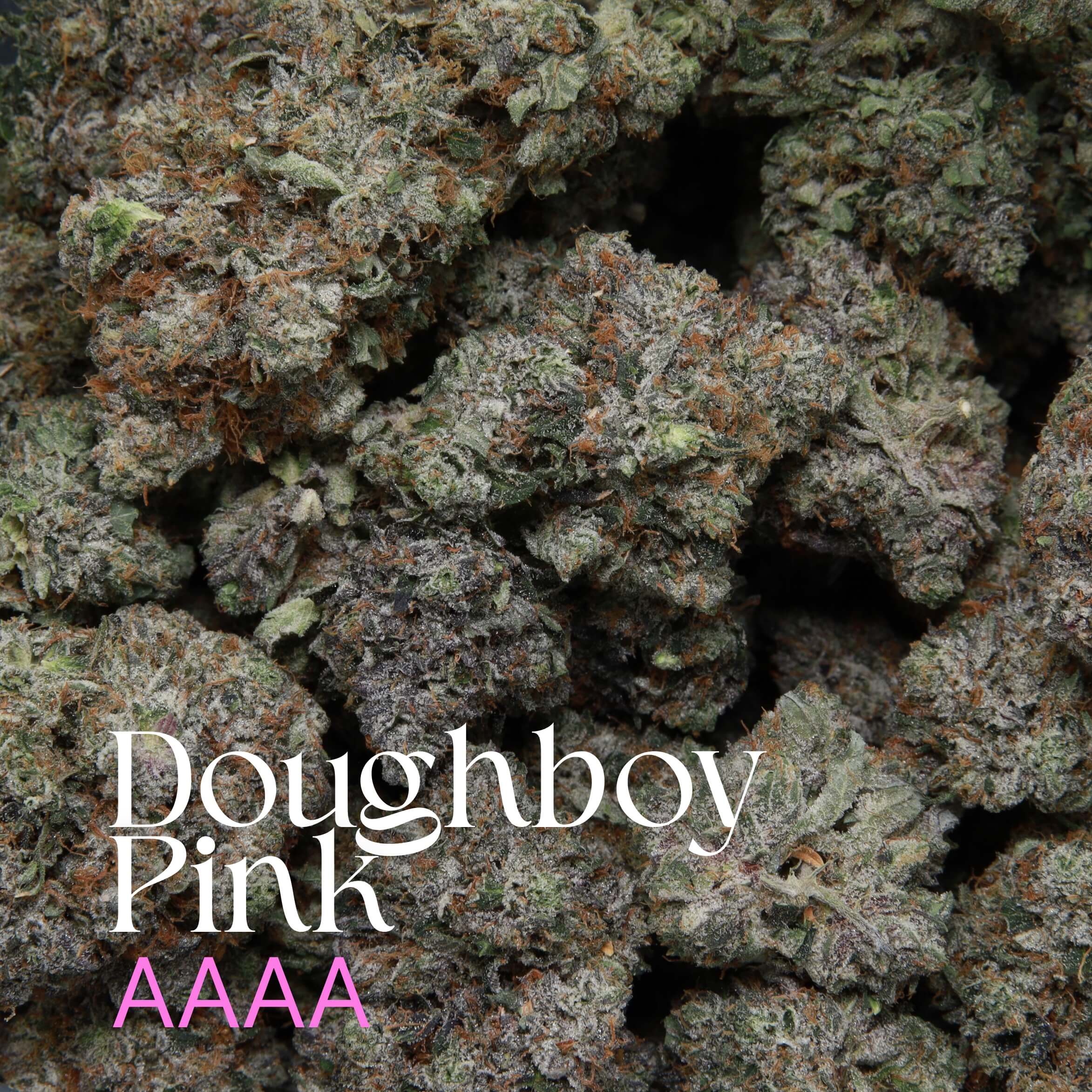 Multiple buds of Doughboy Pink Cannabis from Elephant Garden.