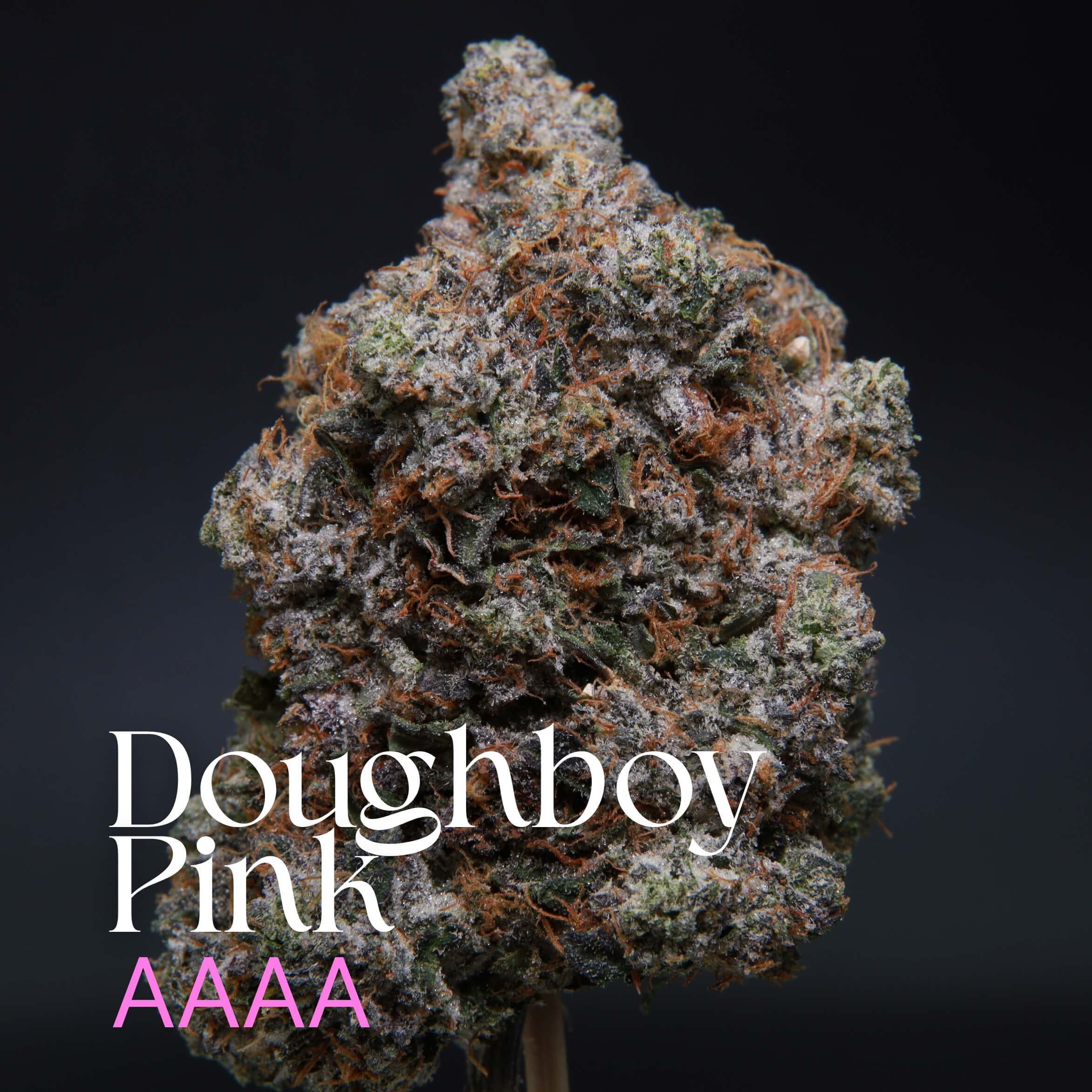 A single cannabis bud of Doughboy Pink from Elephant Garden.