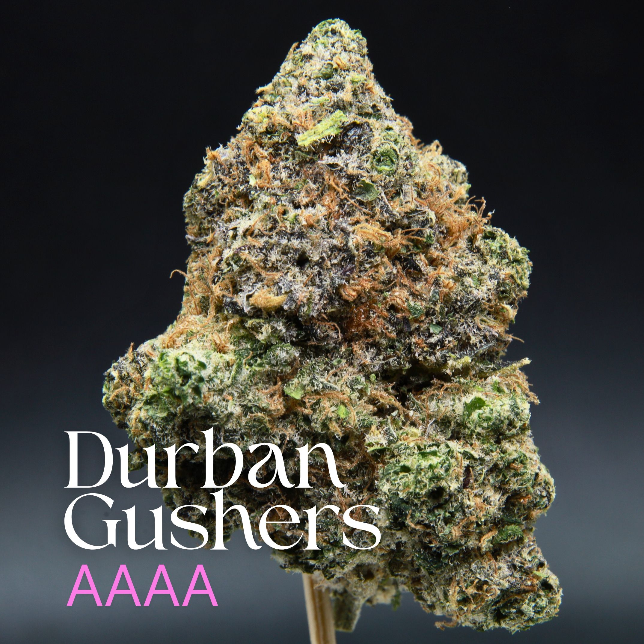 Single bud of premium Durban Gusher cannabis from Elephant Garden