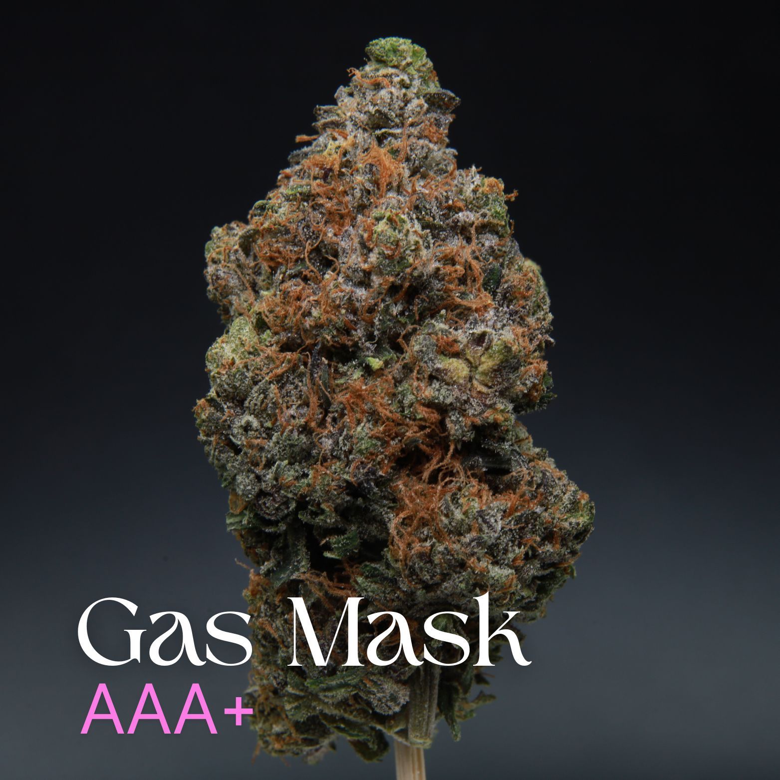 Buy Gas Mask bud from Elephant Garden.