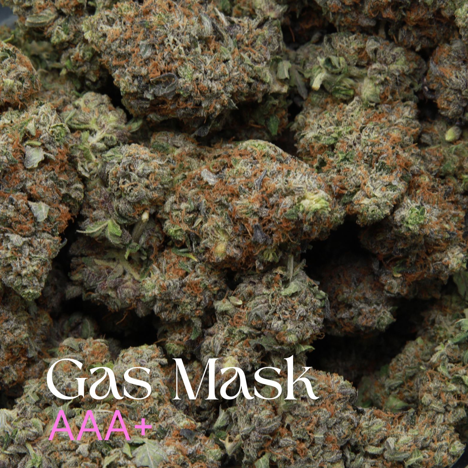 Multiple buds of Gas Mask bud from Elephant Garden.