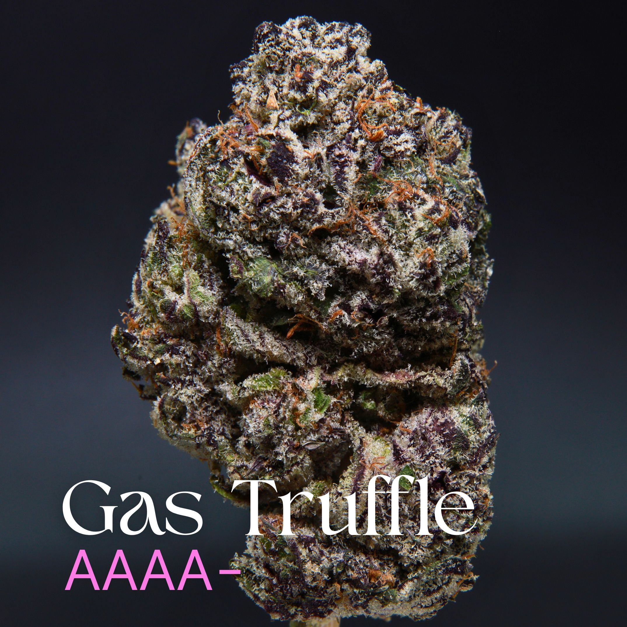 Single bud of Gas Truffle cannabis from Elephant Garden