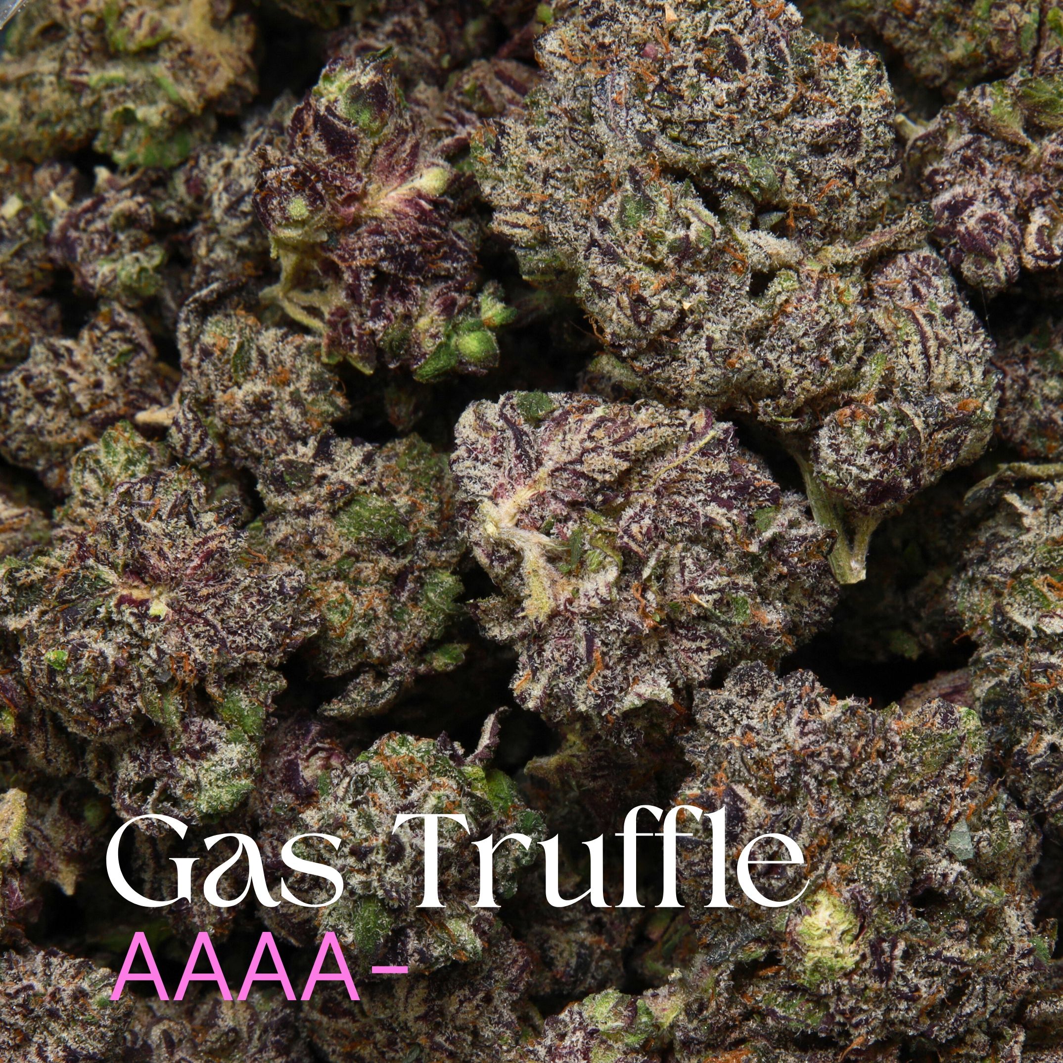 Multiple buds of Gas Truffle from Elephant Garden