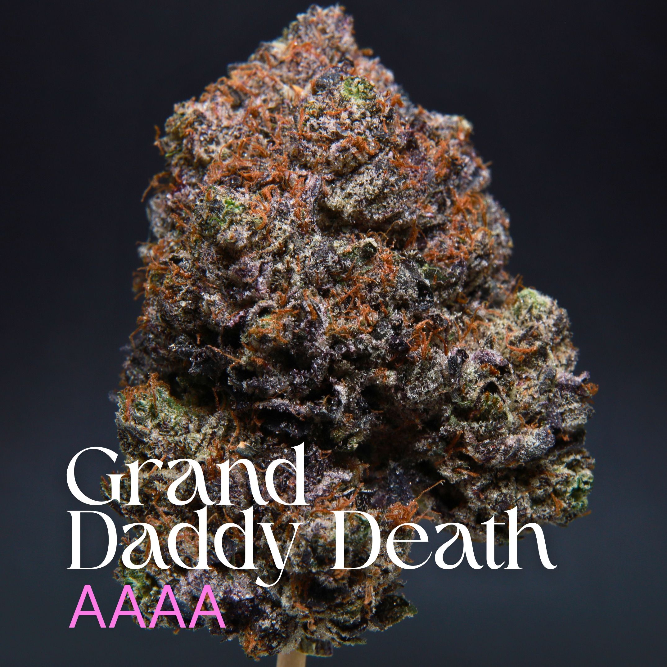 Single bud of Grand Daddy Death from Elephant Garden