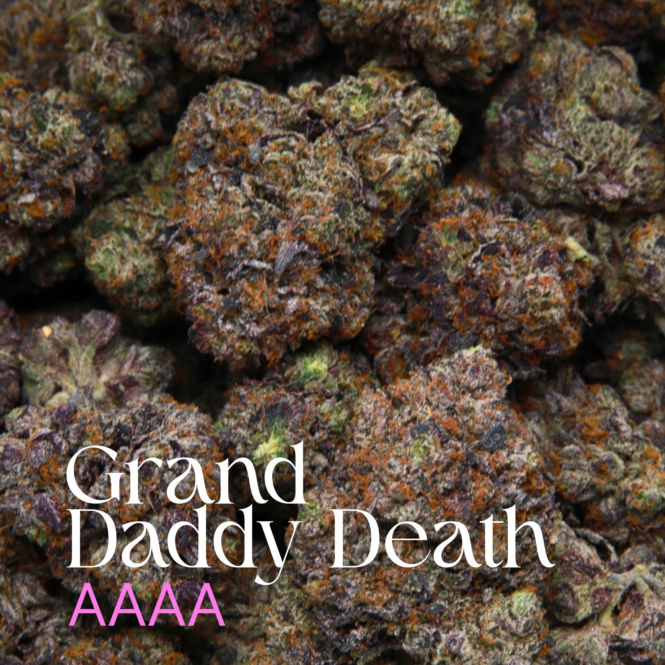Multiple buds of Grand Daddy Death from Elephant Garden