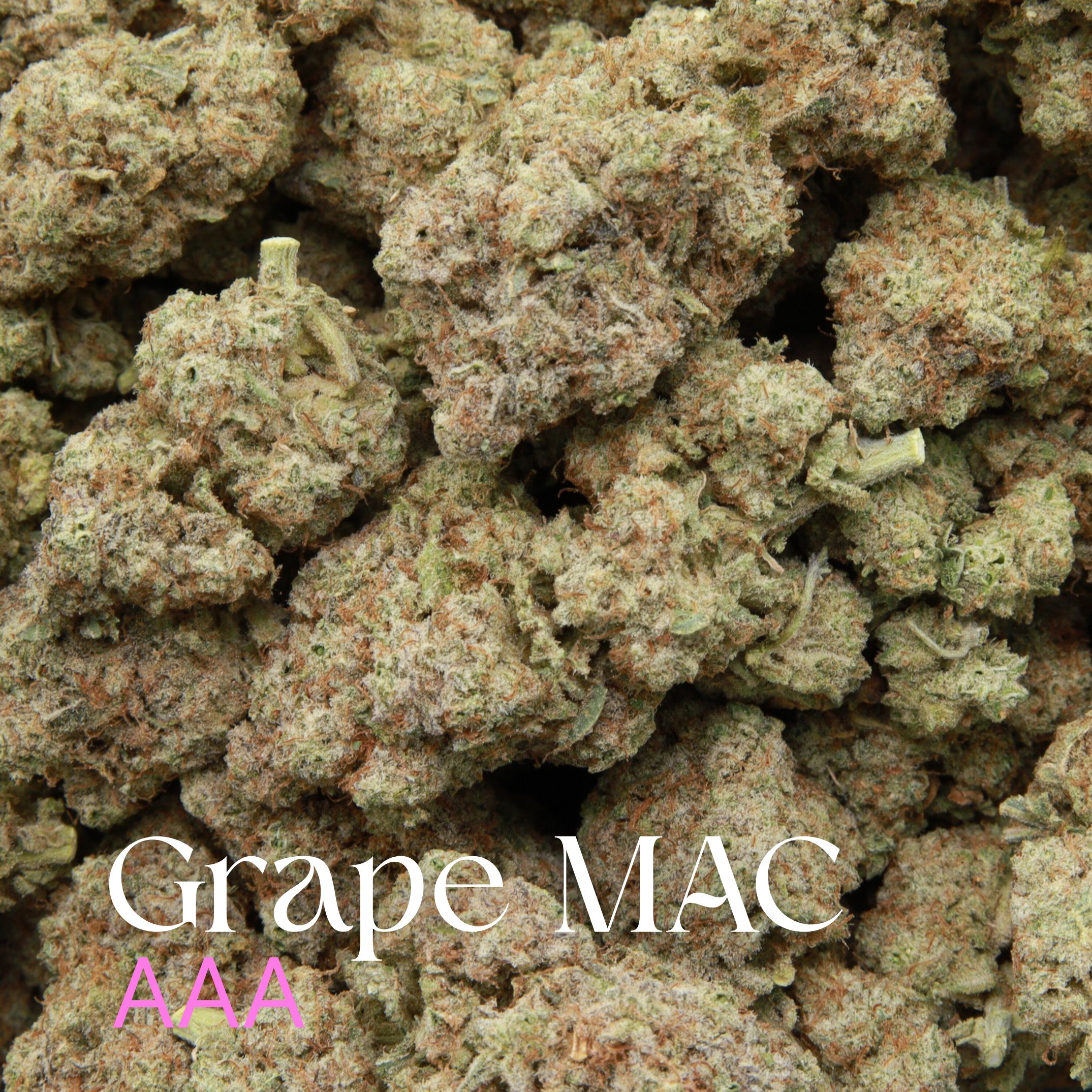 Multiple budsof Grape MAC from Elephant Garden