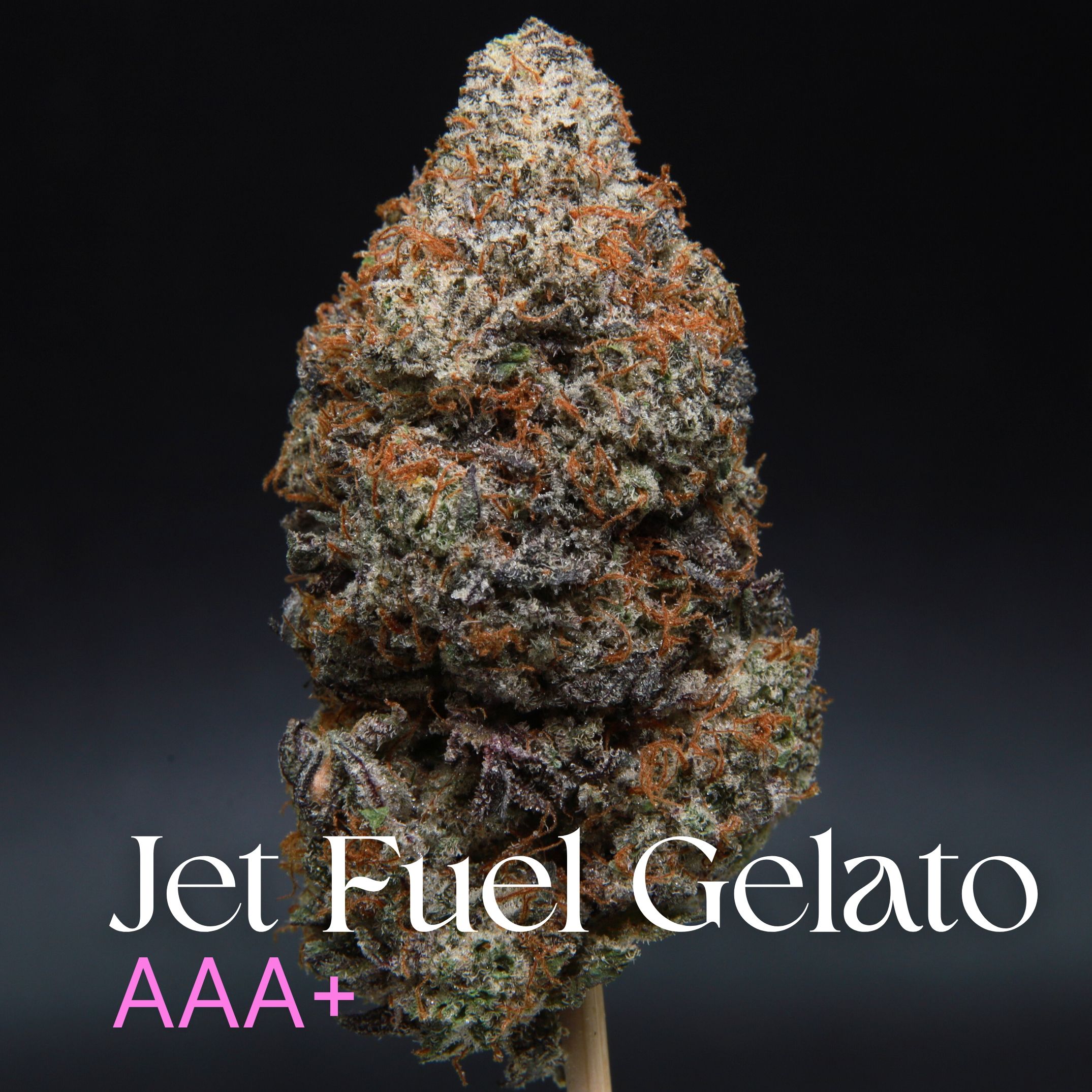 Single Bud Of Jet Fuel Gelato Elephant Garden Bud