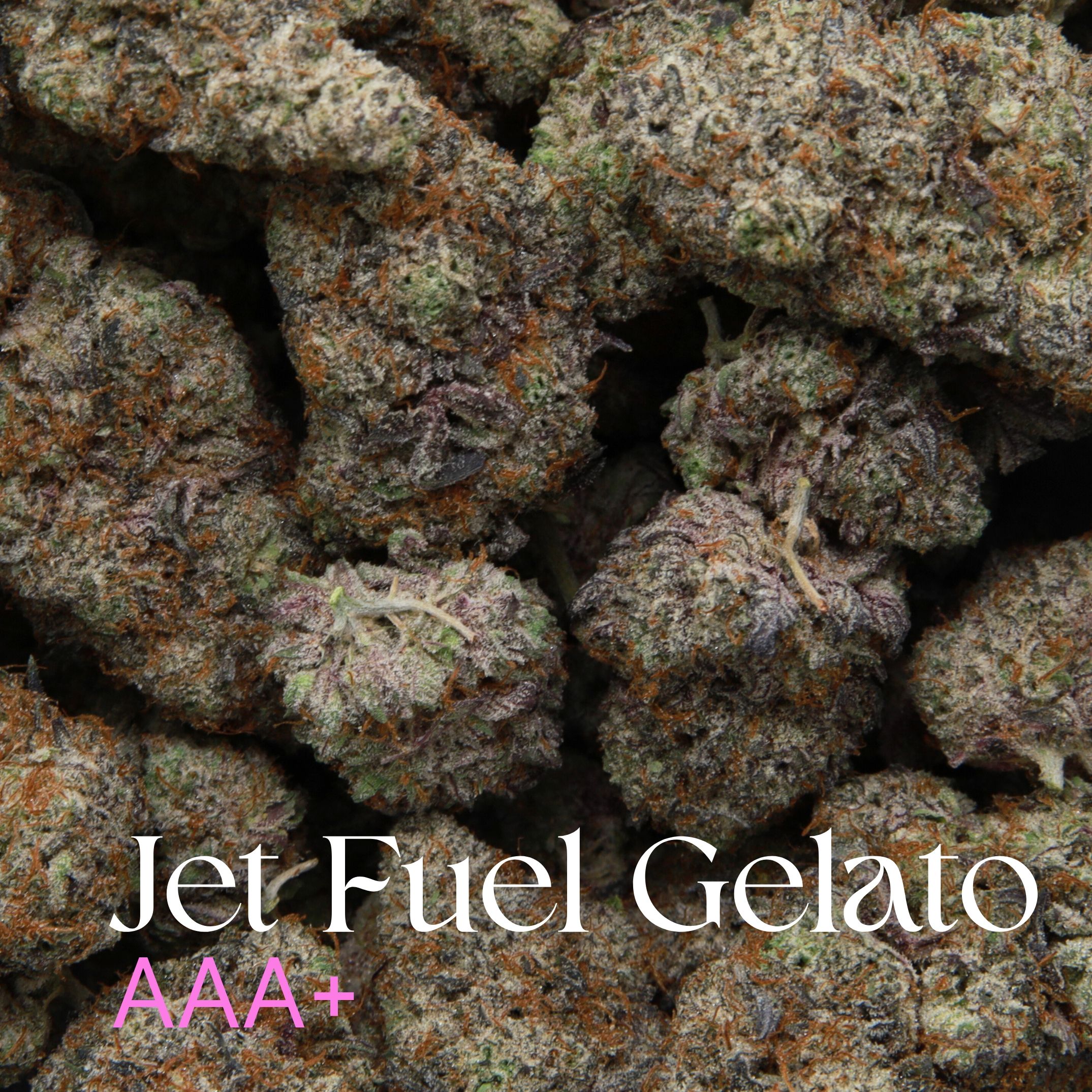 Multiple Bud Of Jet Fuel Gelato From Elephant Garden