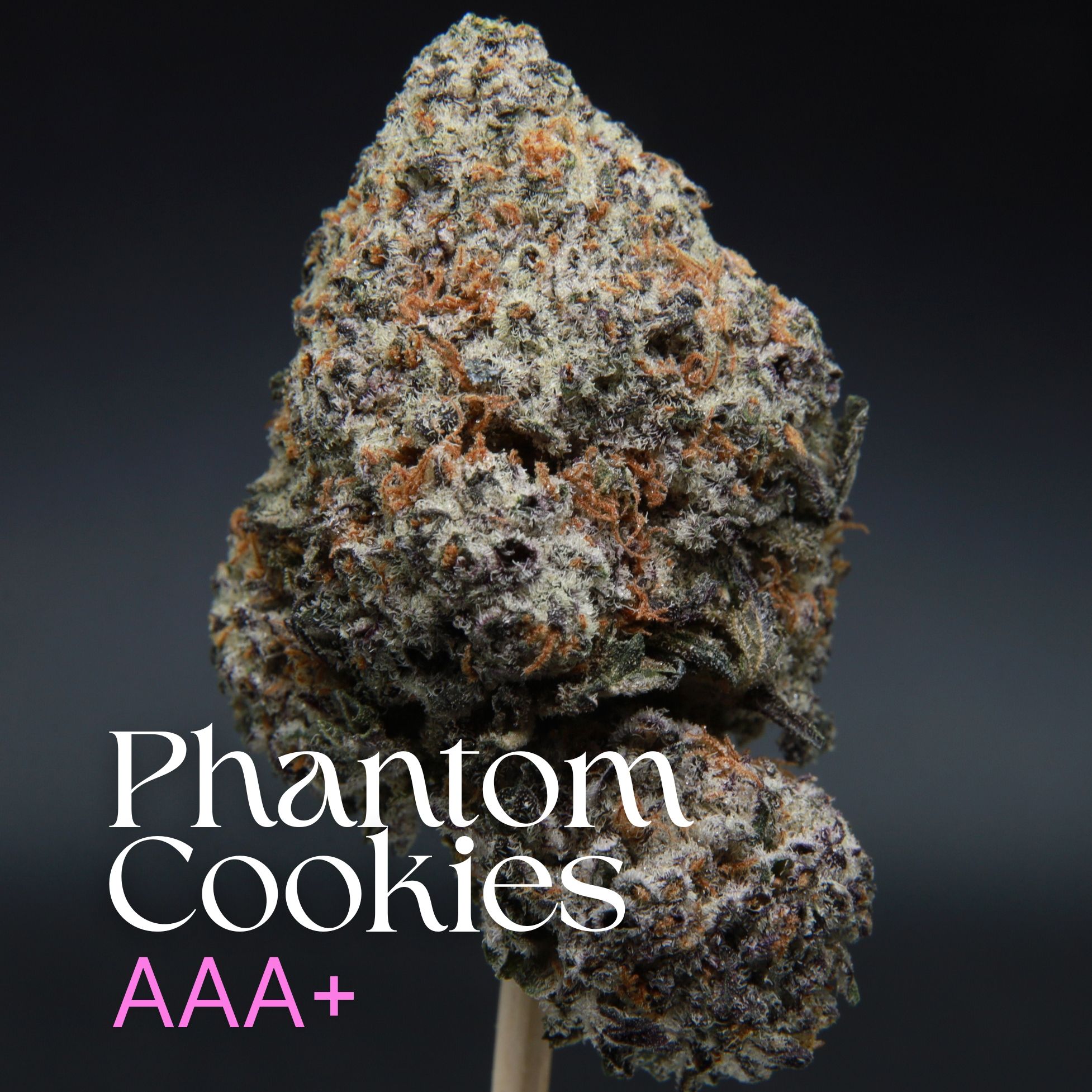 Single bud of phantom cookies from Elephant Garden.
