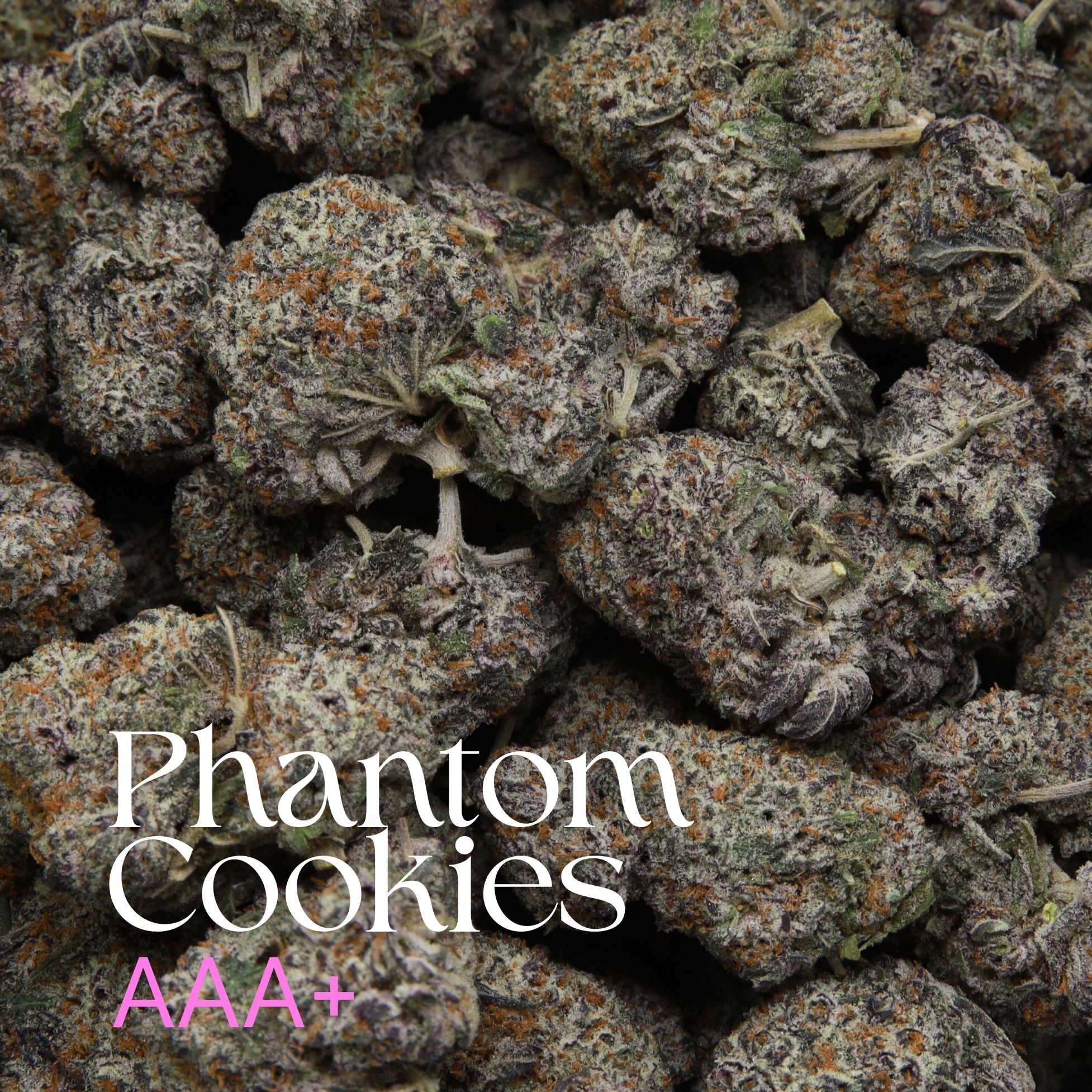 Multiple buds of phantom cookies from Elephant Garden.