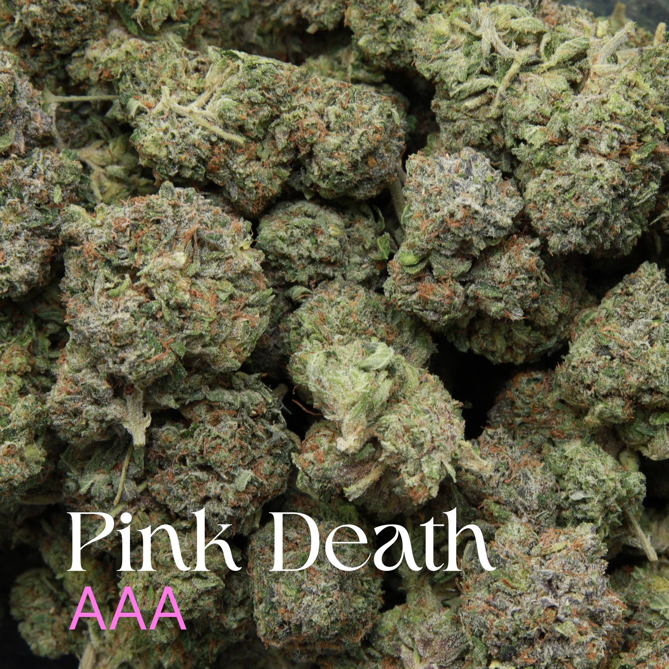 Multiple buds of Pink Death cannabis from Elephant Garden co