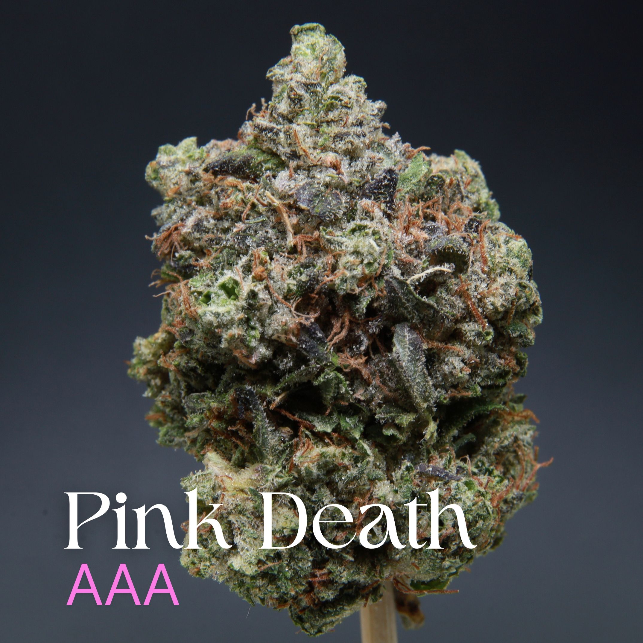 Single bud of Pink Death from Elephant Garden co