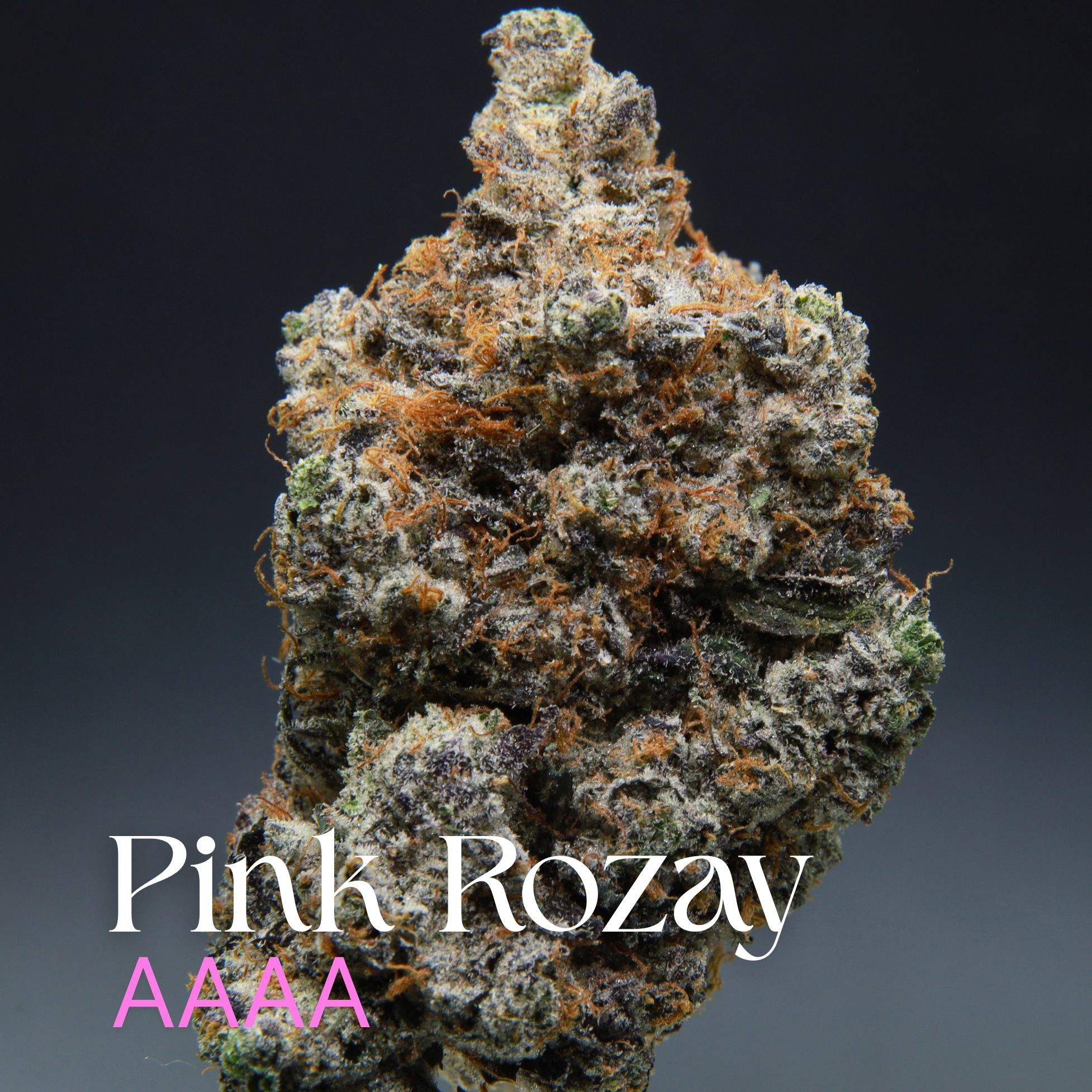 Single bud of Pink Rozay from Elephant Garden.