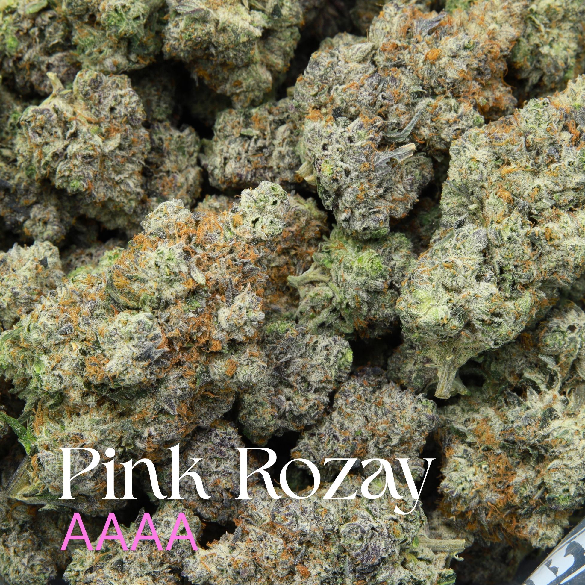 Multiple buds of pink rozey from Elephant Garden.