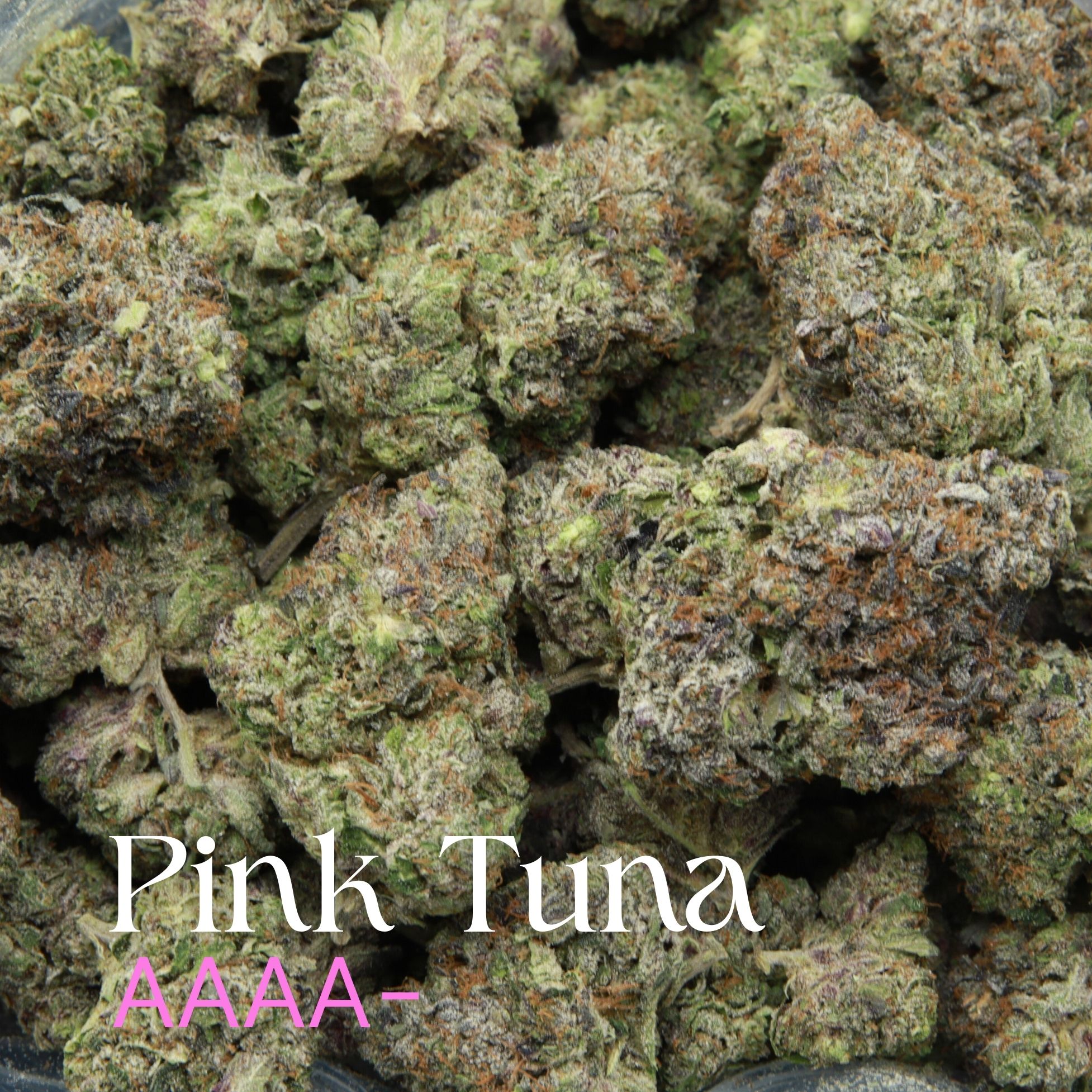 Multiple buds of pink tuna from Elephant Garden