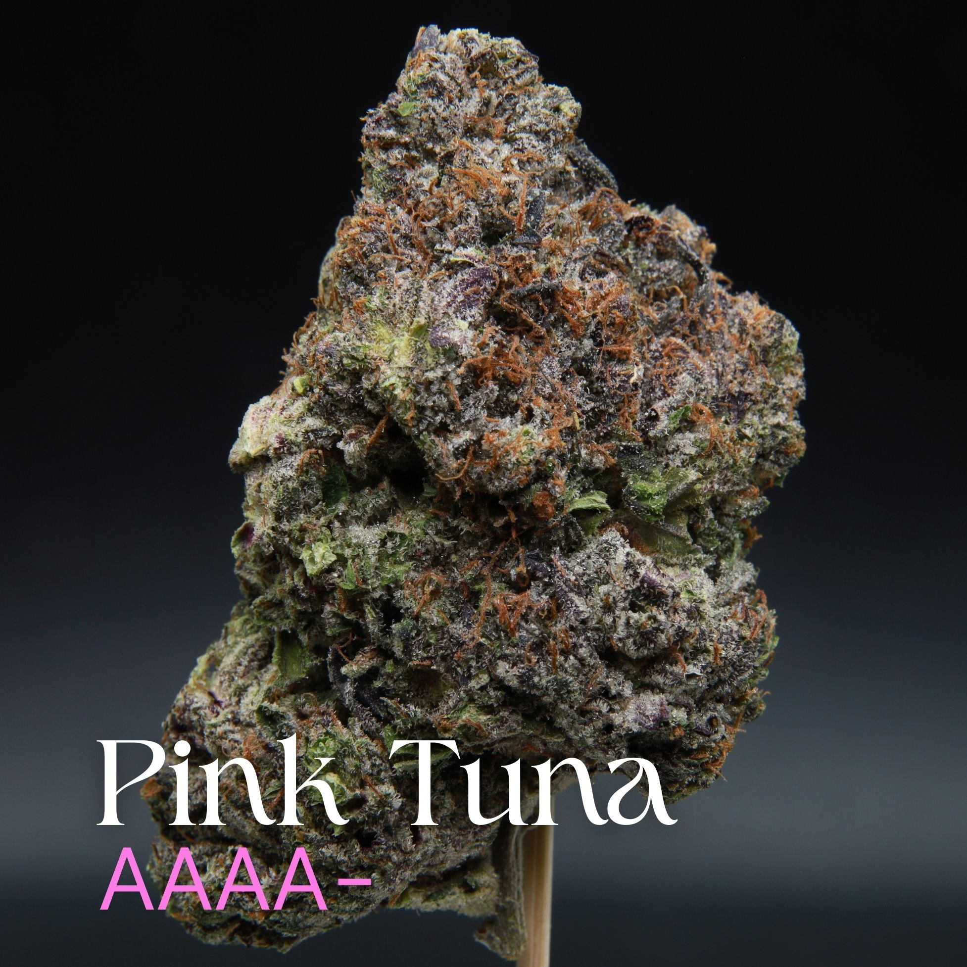 Pink Tuna Single Bud Elephant Garden