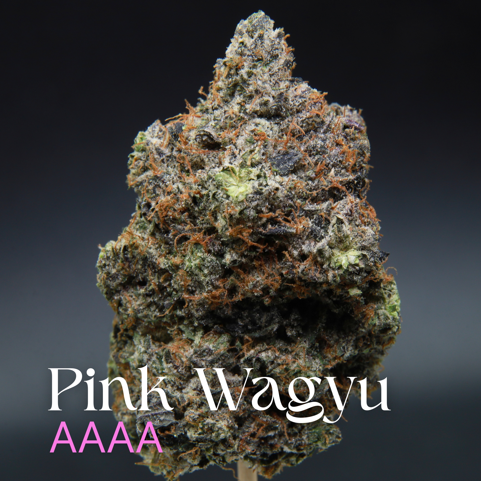 Single bud of pink wagyu from Elephant Garden.