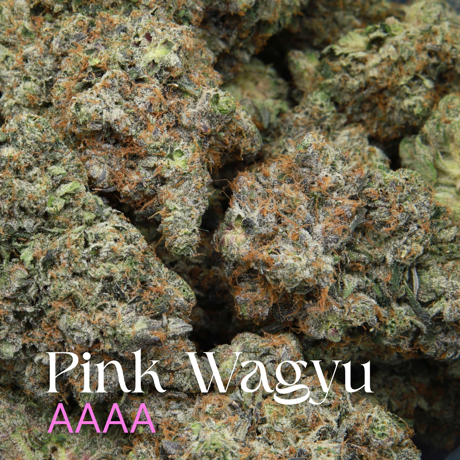 Multiple buds of pink Wagyu from Elephant Garden.