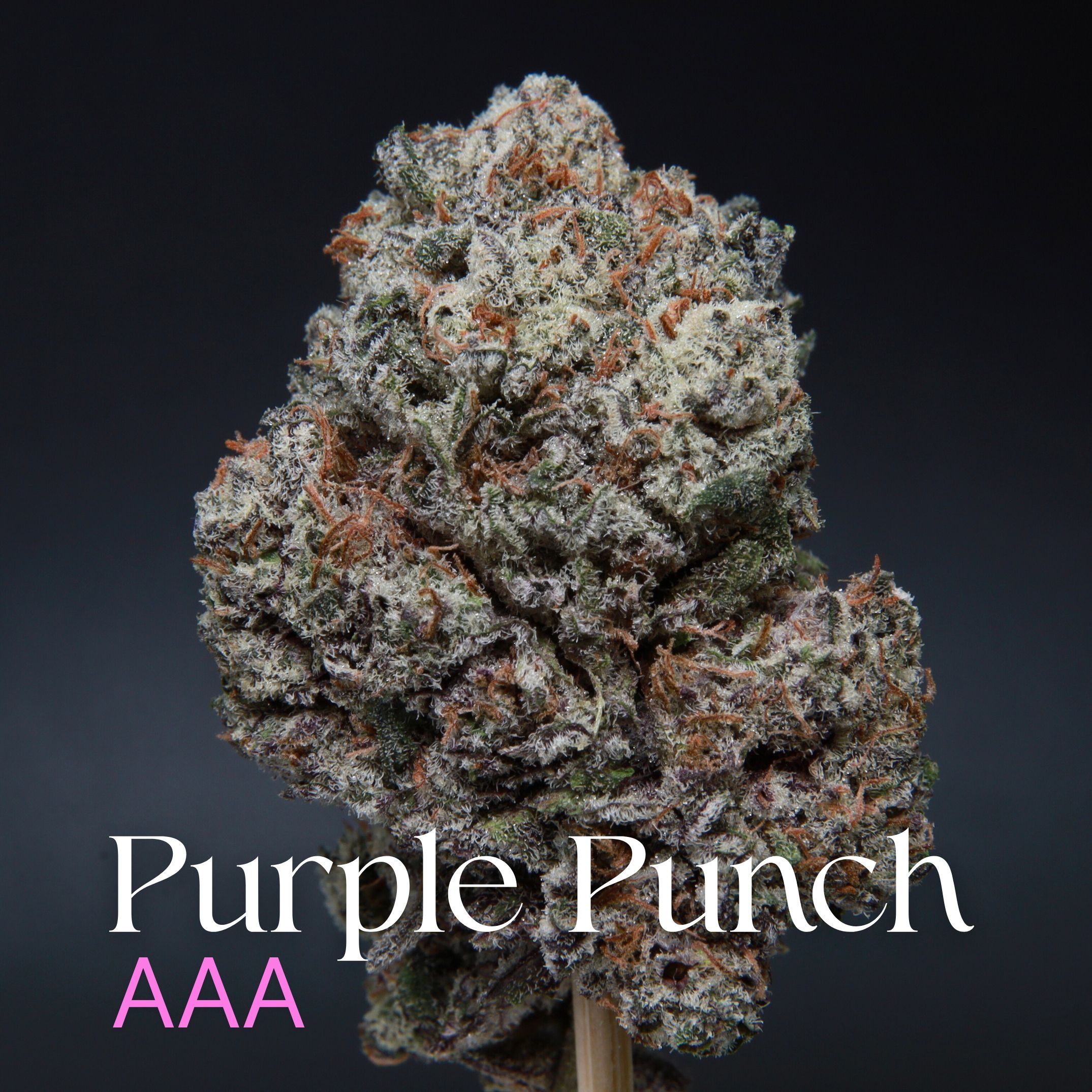 Purple Punch AAA
