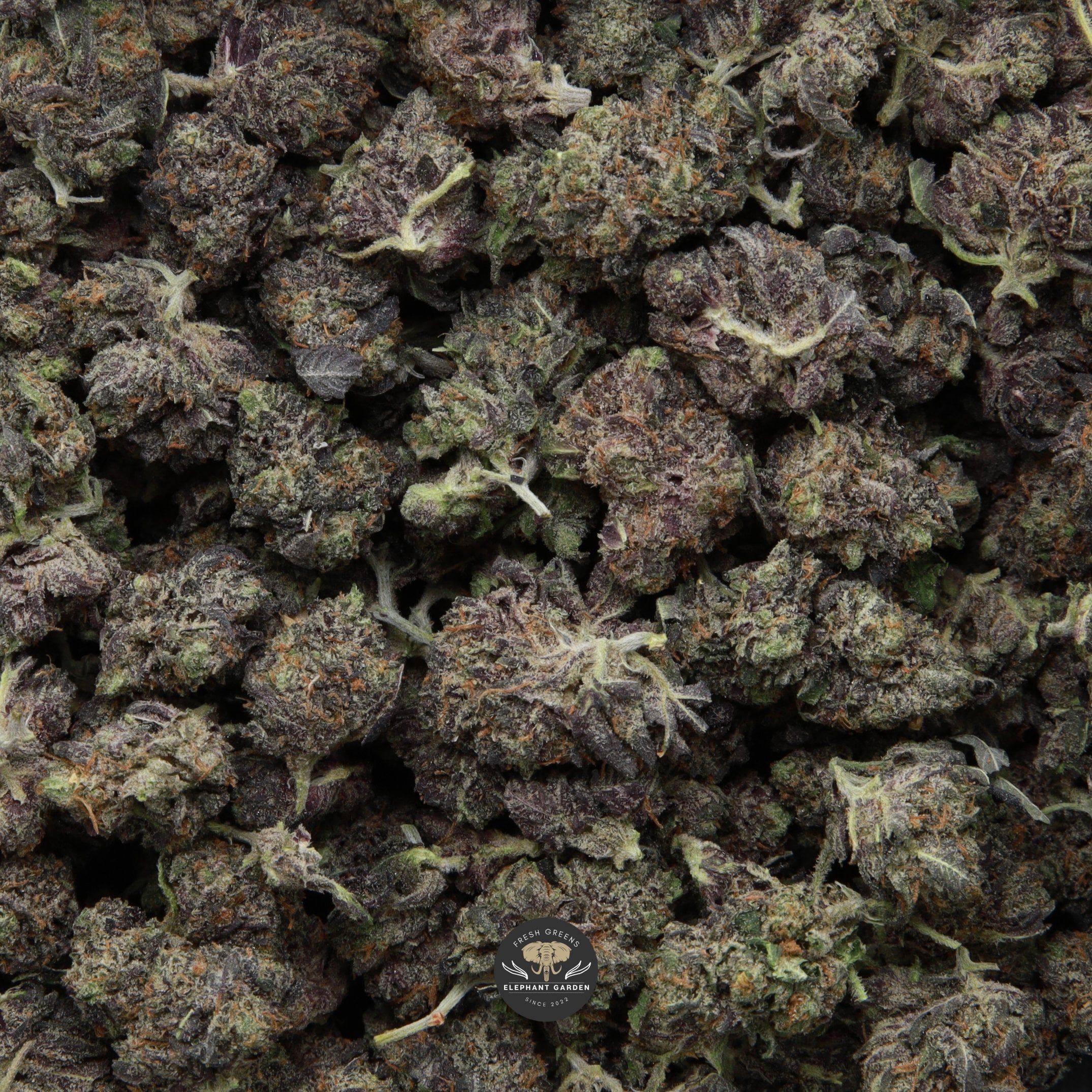 91 Octane Popcorn smalls Elephant Garden March 2026