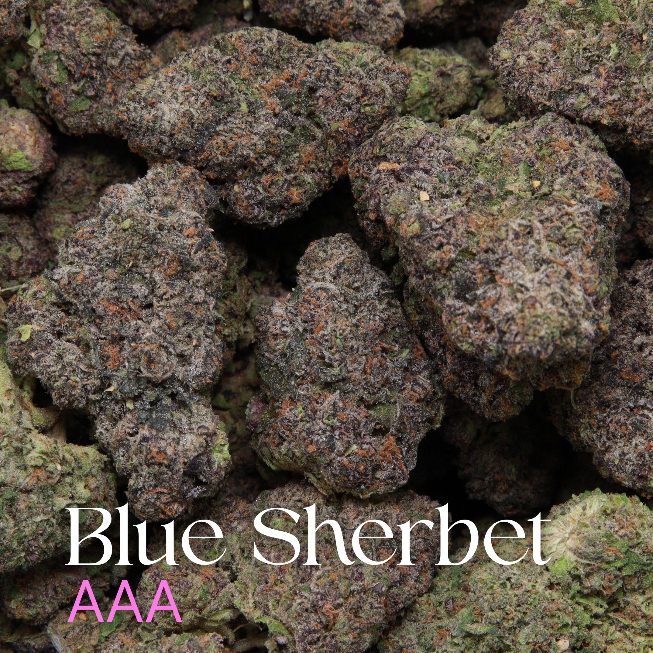 Blue Sherbet from Elephant Garden multiple buds Feb 2026