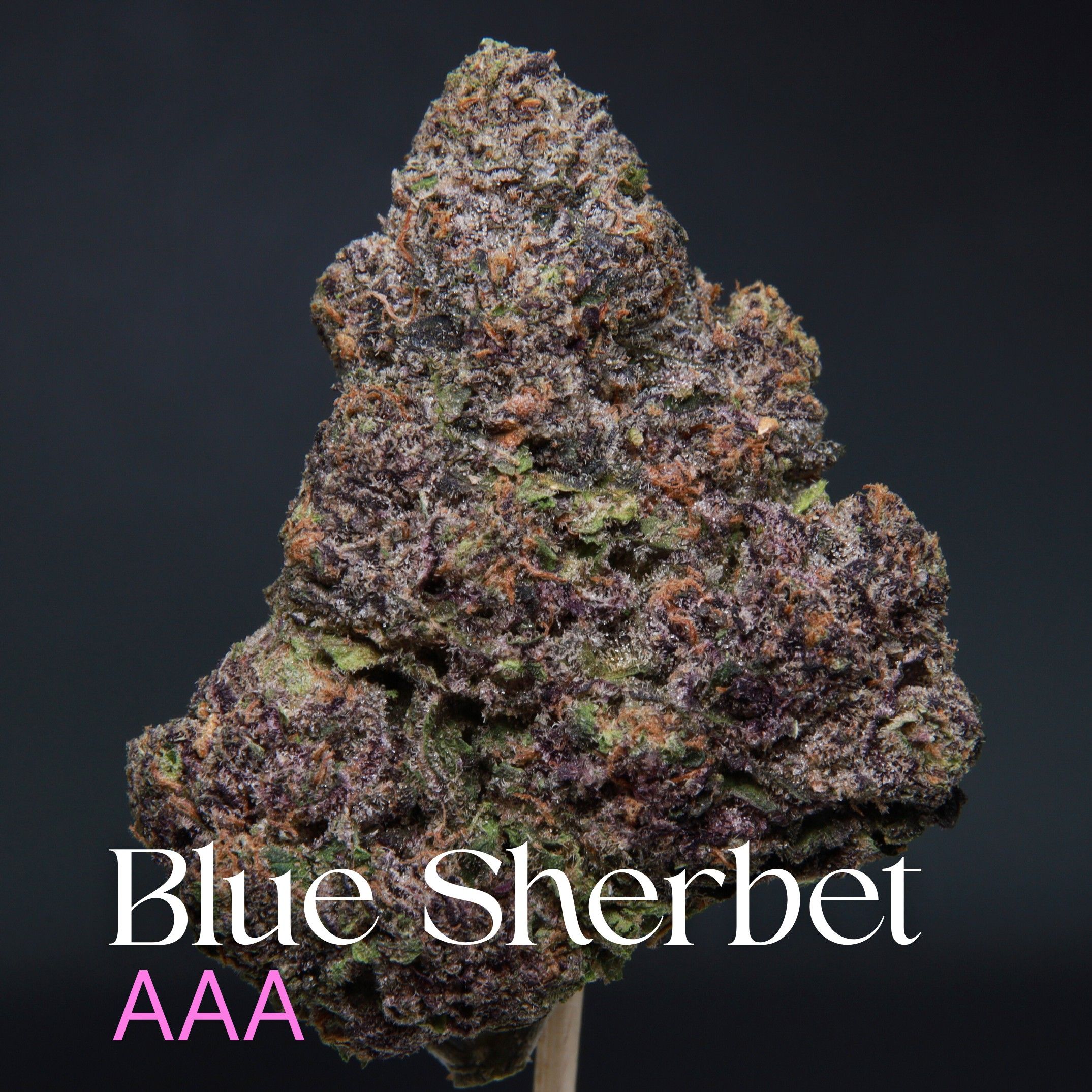 Blue Sherbet from Elephant Garden single bud Feb 2026