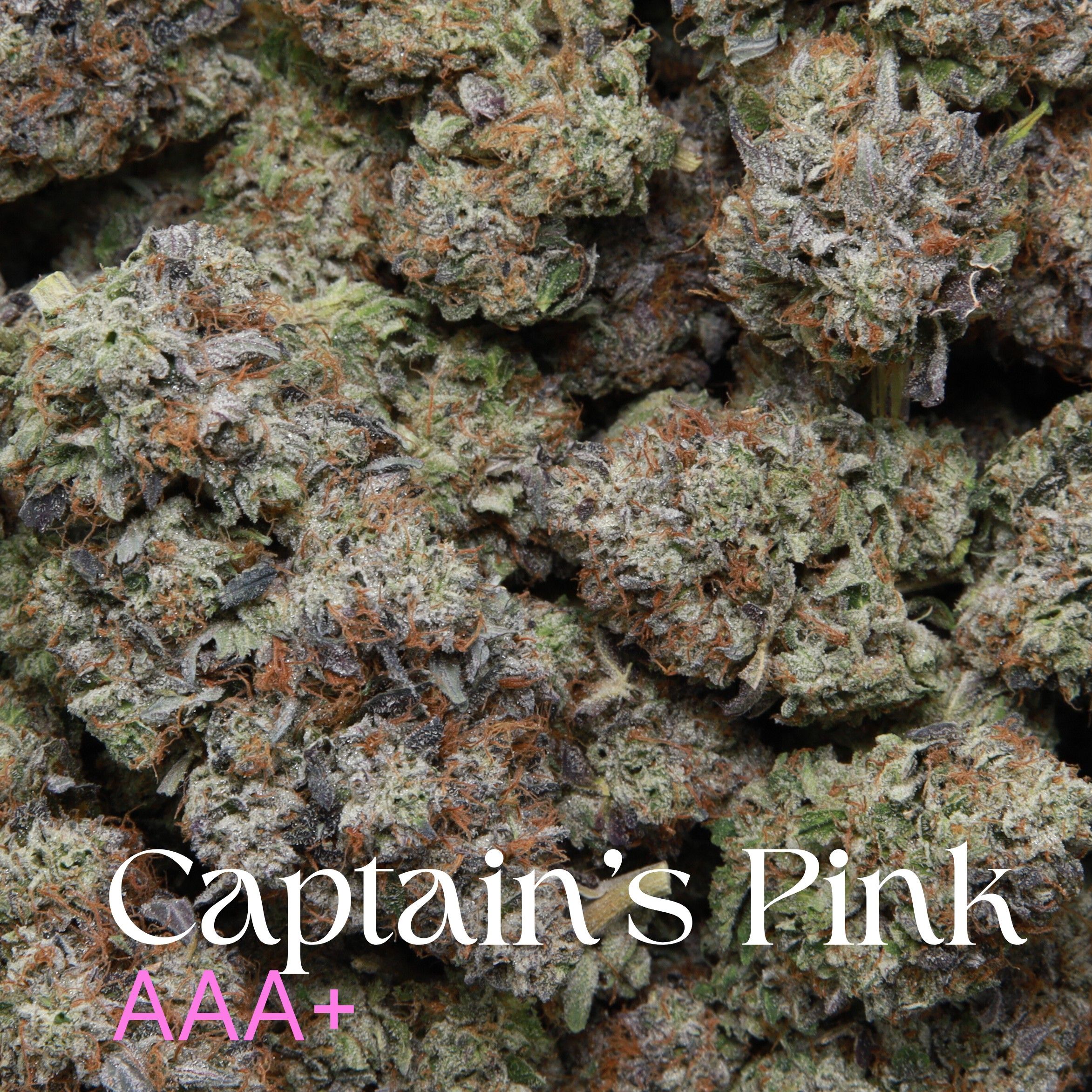Captain’s Pink from Elephant Garden multiple buds Feb 2026