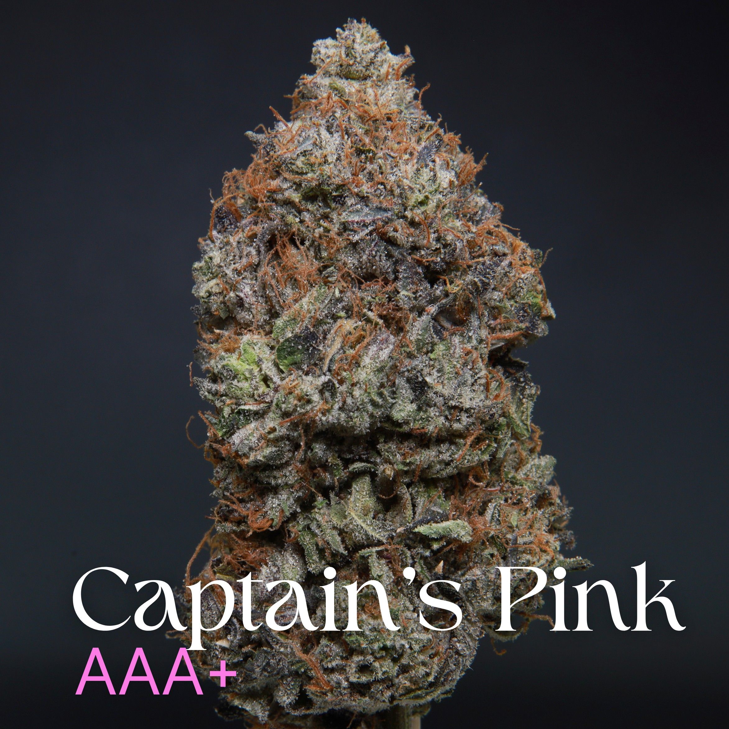 Captain’s Pink from Elephant Garden multiple buds Feb 2026