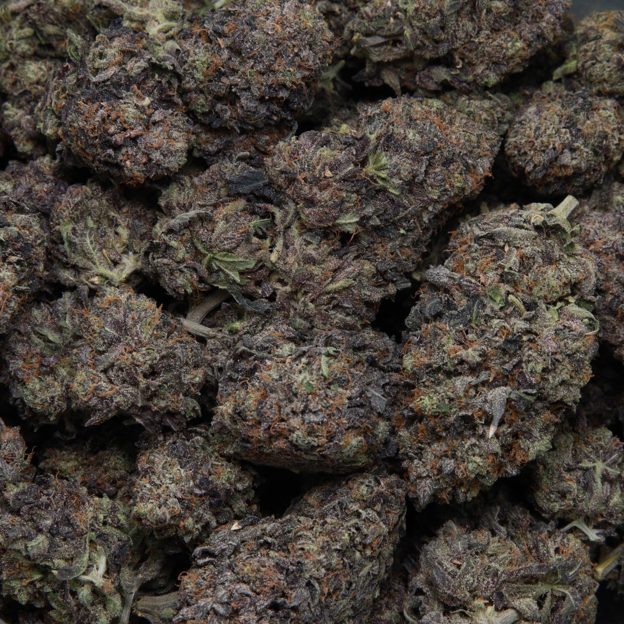 Comatose from Elephant Garden multiple bud Feb 2026