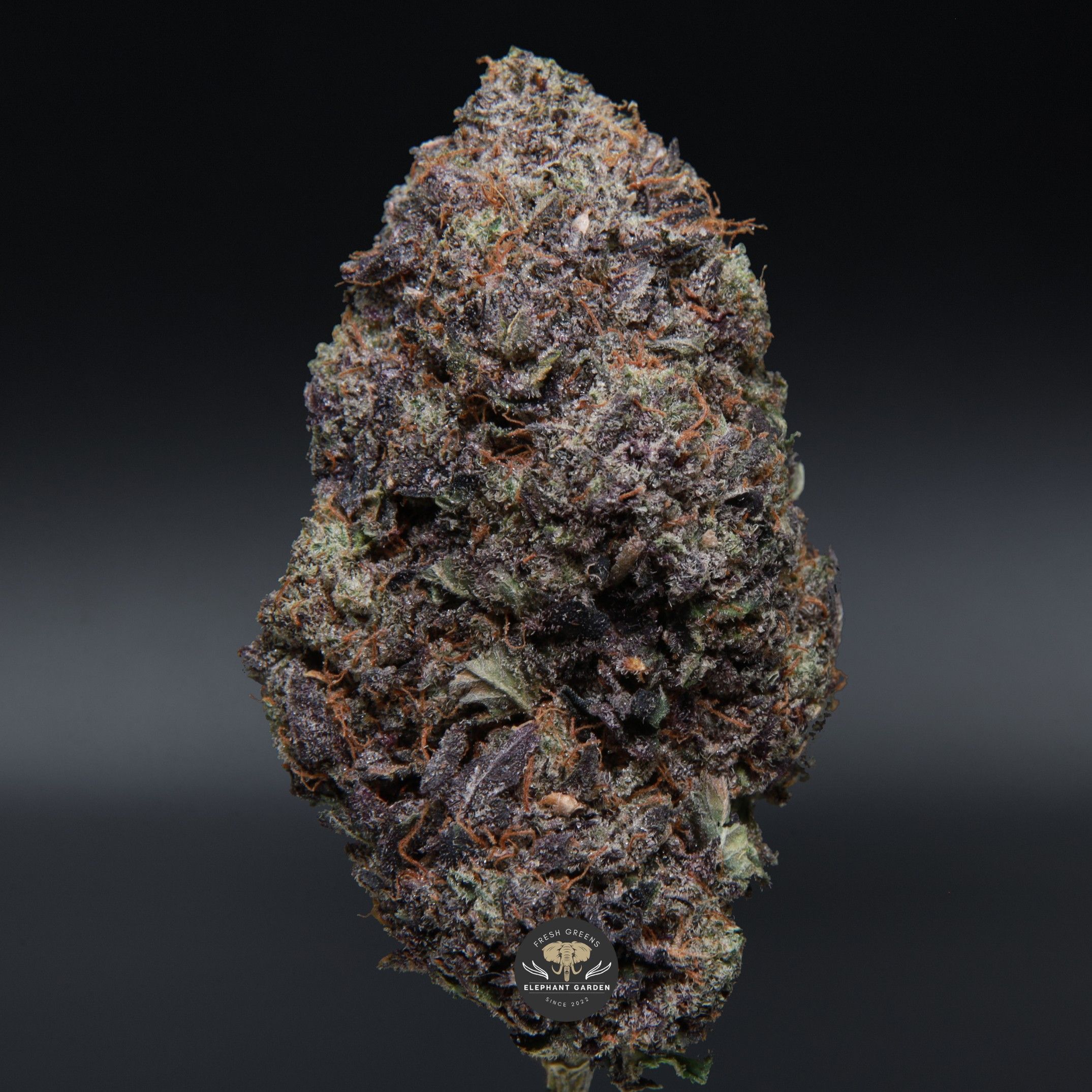 Comatose from Elephant Garden single bud Feb 2026