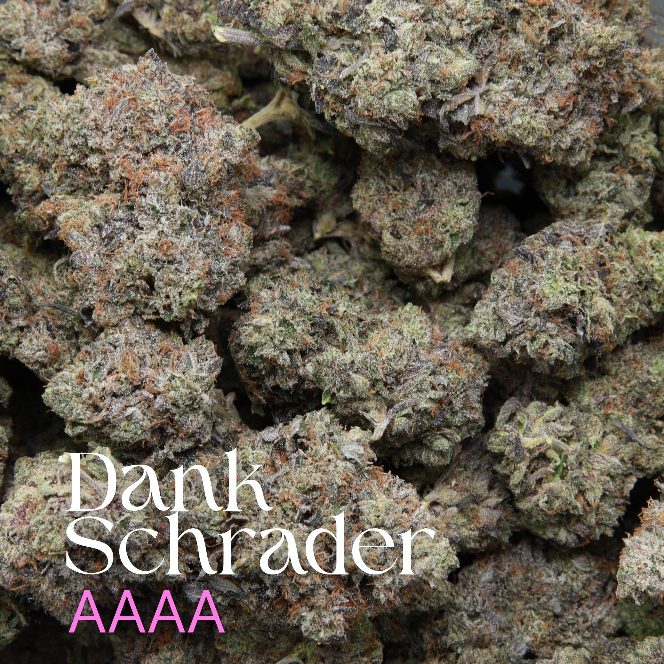 Dank Schrader from Elephant Garden Multiple buds Feb 2026