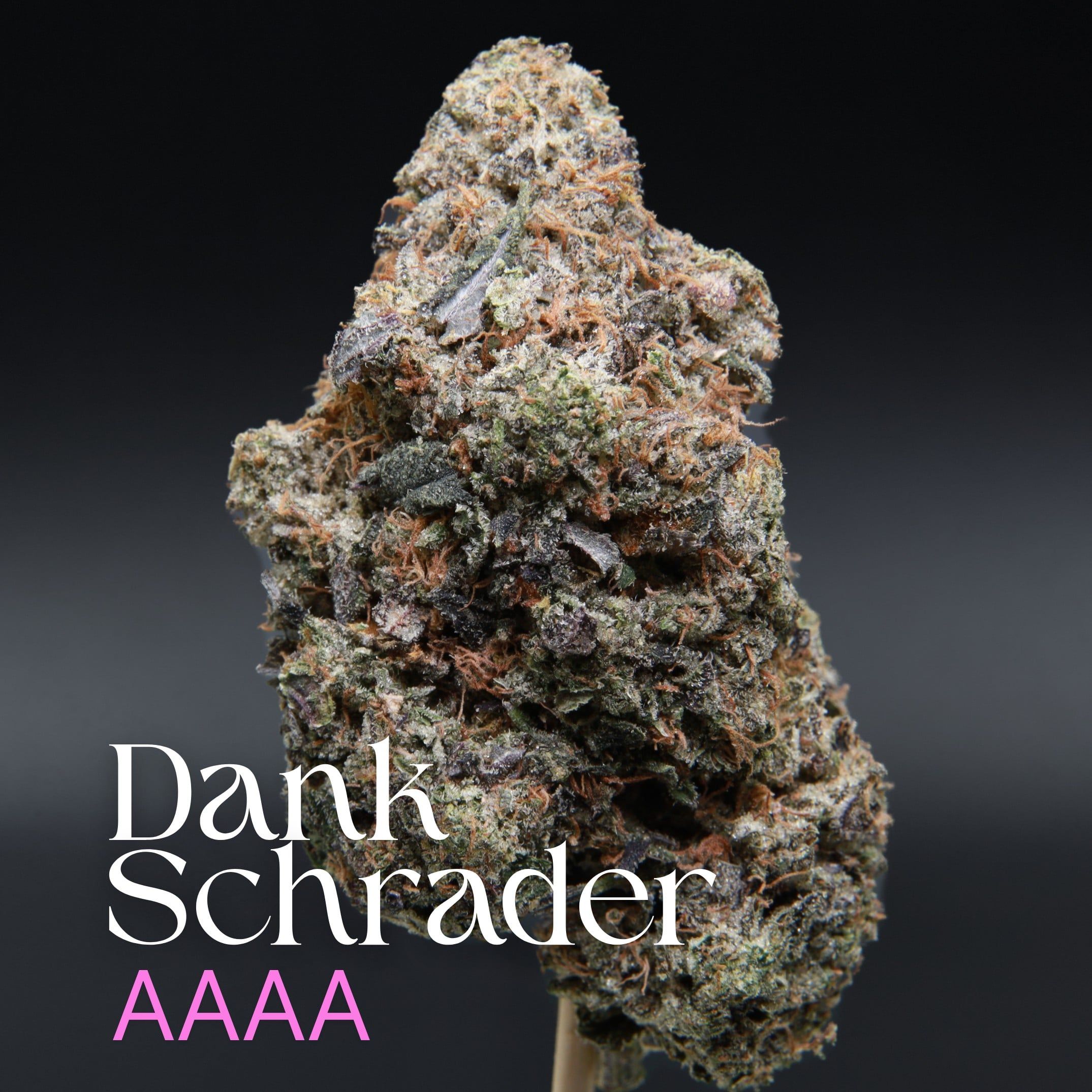 Dank Schrader from Elephant Garden single bud Feb 2026