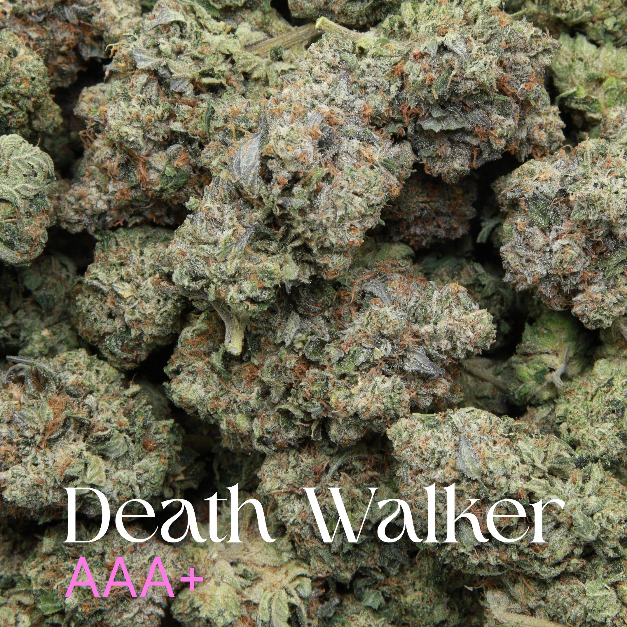 Death Walker AAA+ - Image 2